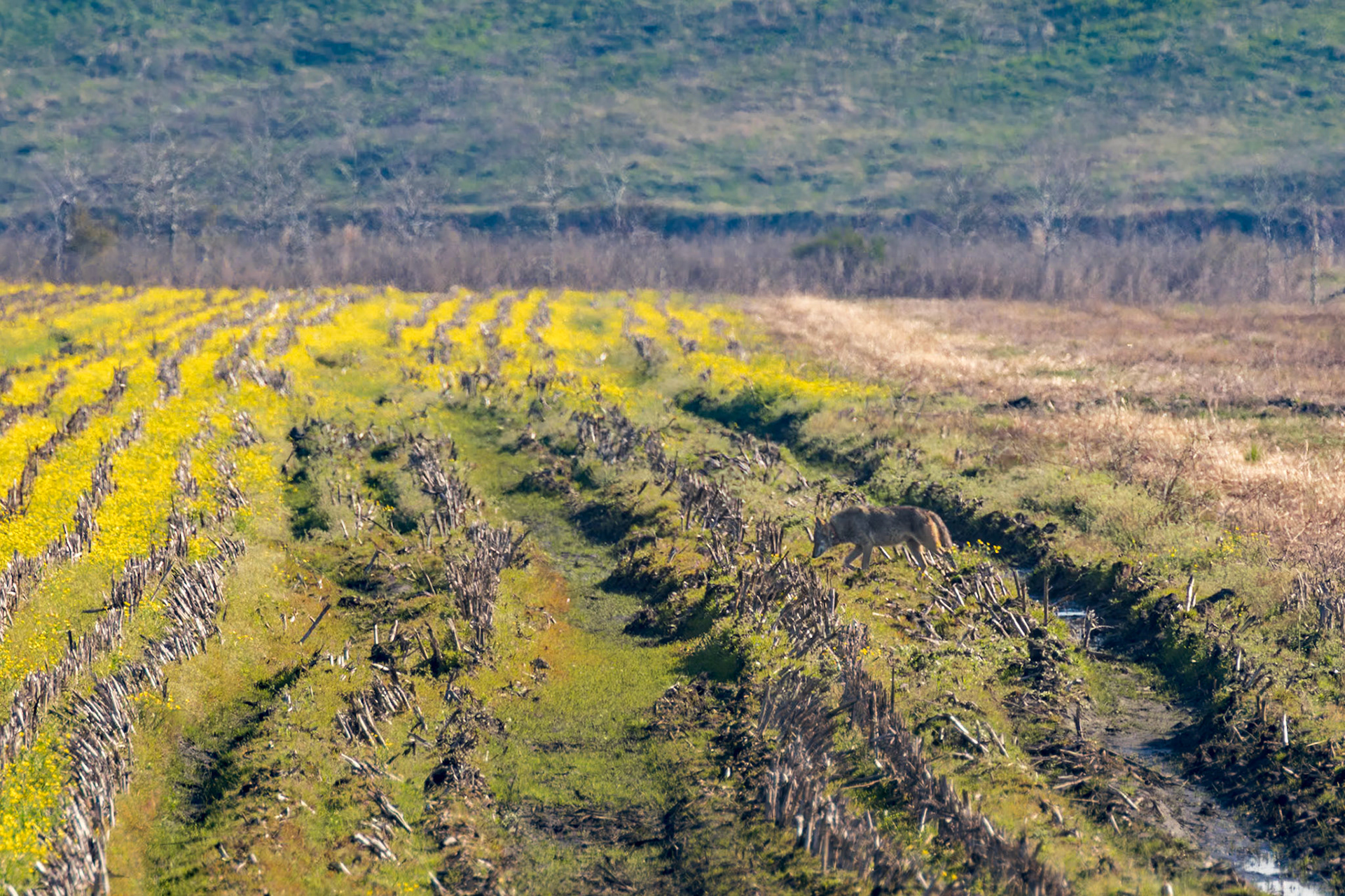 Red wolves 5, Alligator River NWR