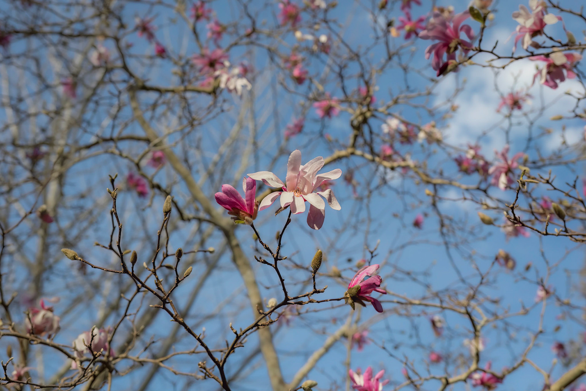 Lily magnolia 1, New Hanover County Arboretum