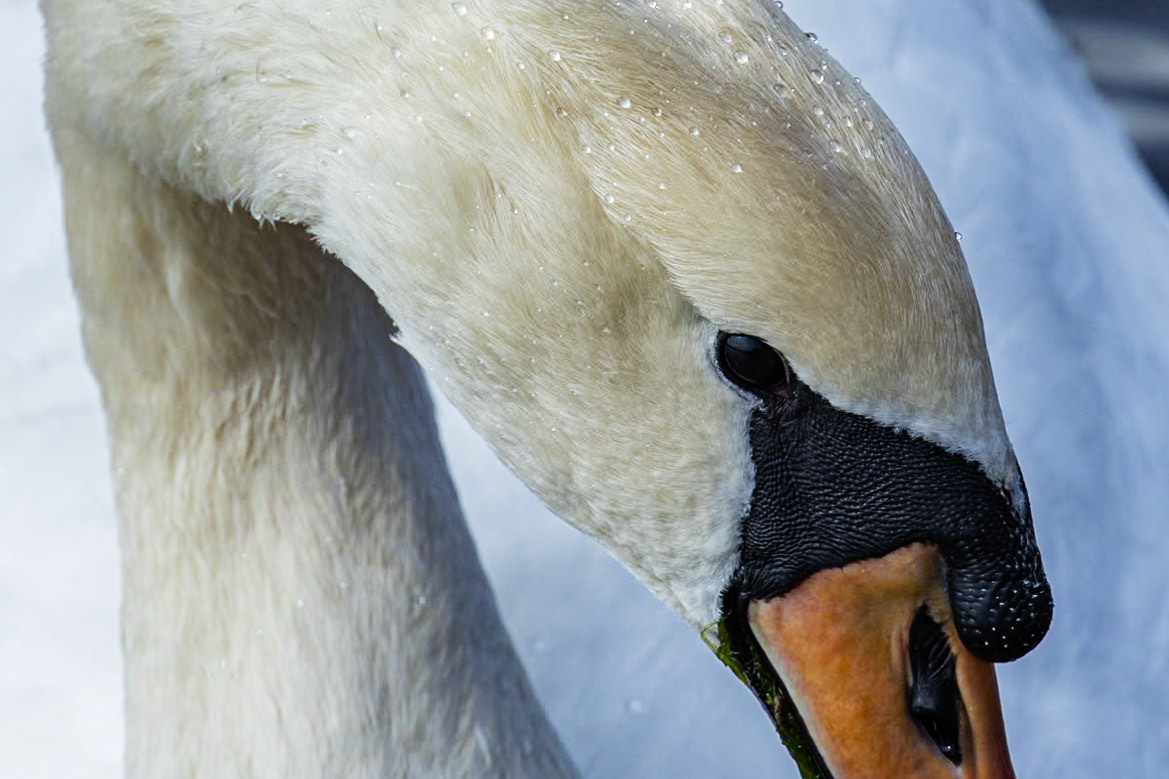 Mute swan 9, Huntington Beach State Park, SC