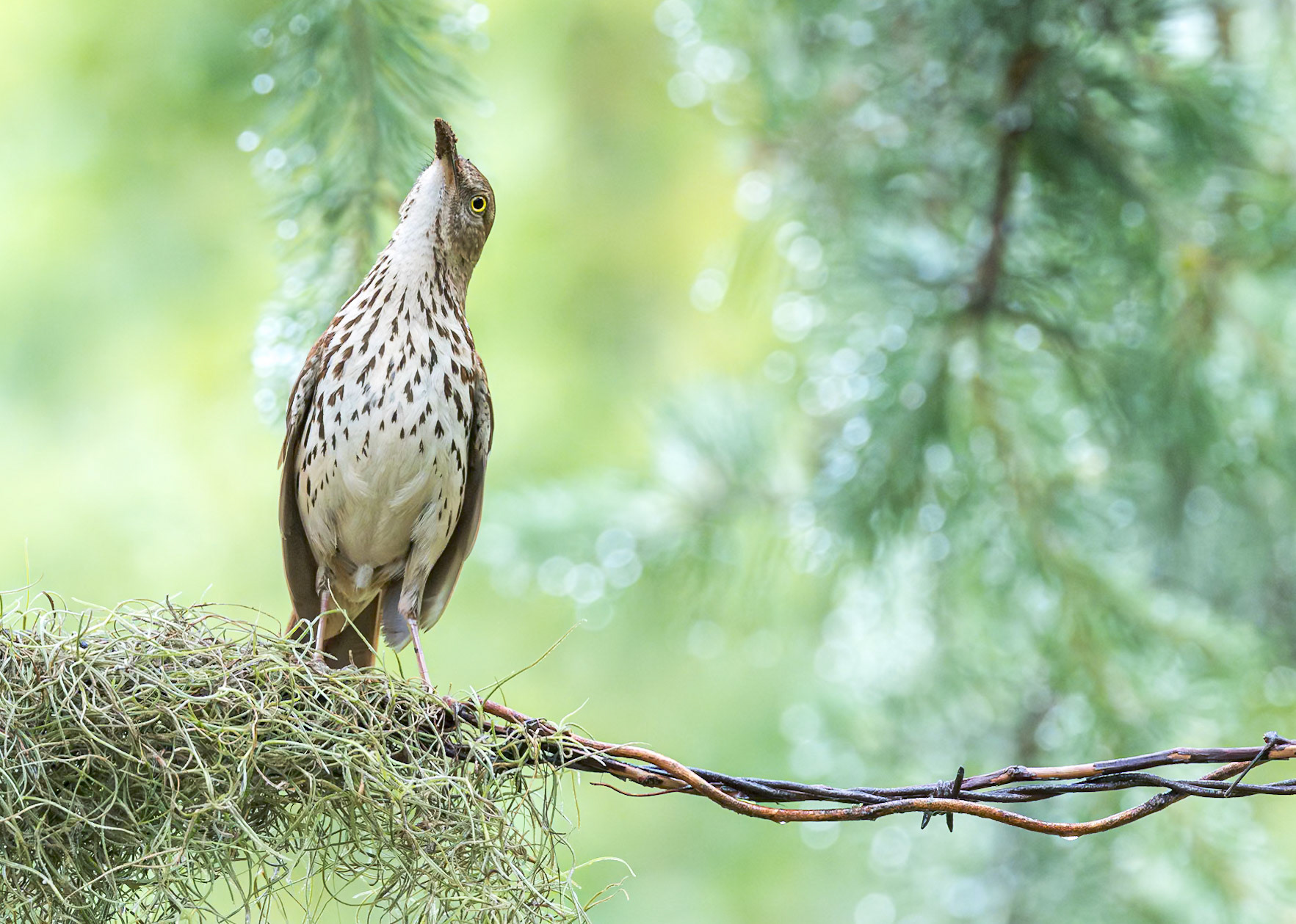 Brown Thrasher 5, The Nut House, Clemson, SC