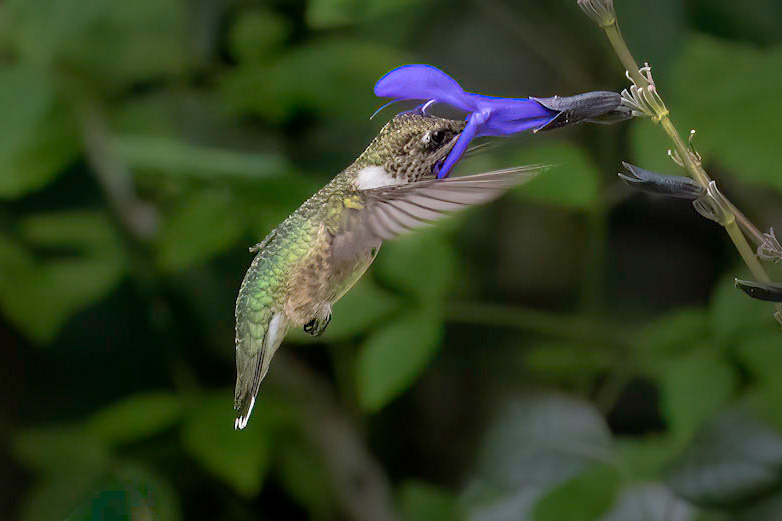 Hummingbird 14, Brunswick County Botanical Gardens
