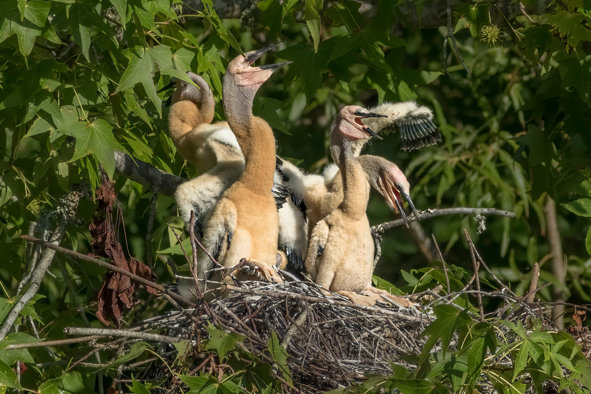 Anhinga nest 10, Sea Trail, Week of July 18, Nest 1