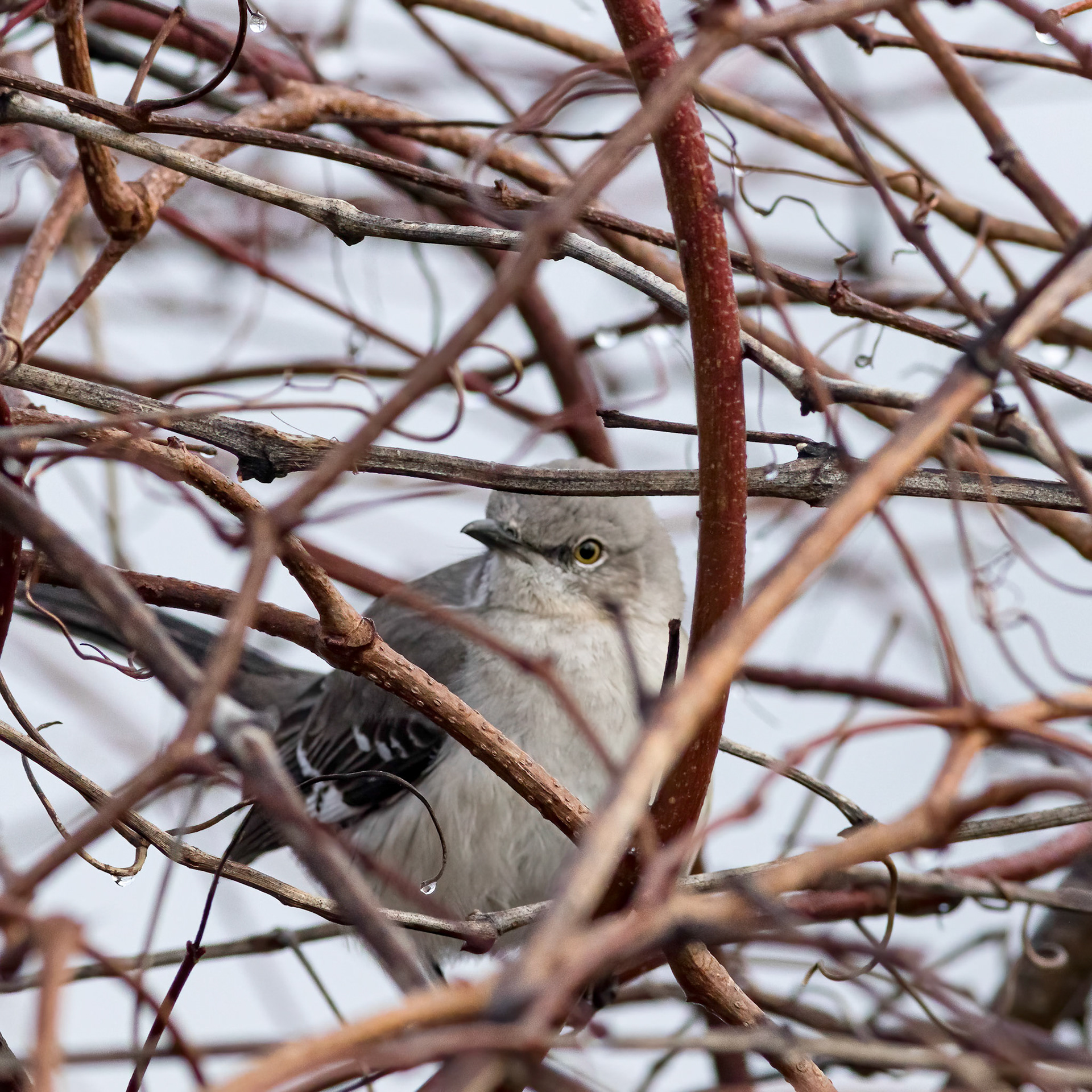Mockingbird 2, Carl Bazemore Bird Platform, Sunset Beach