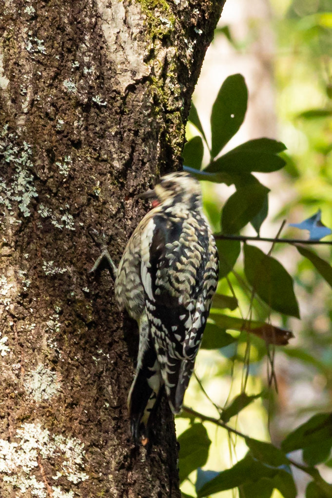 Yellow bellied sap sucker 1, Vereen Gardens