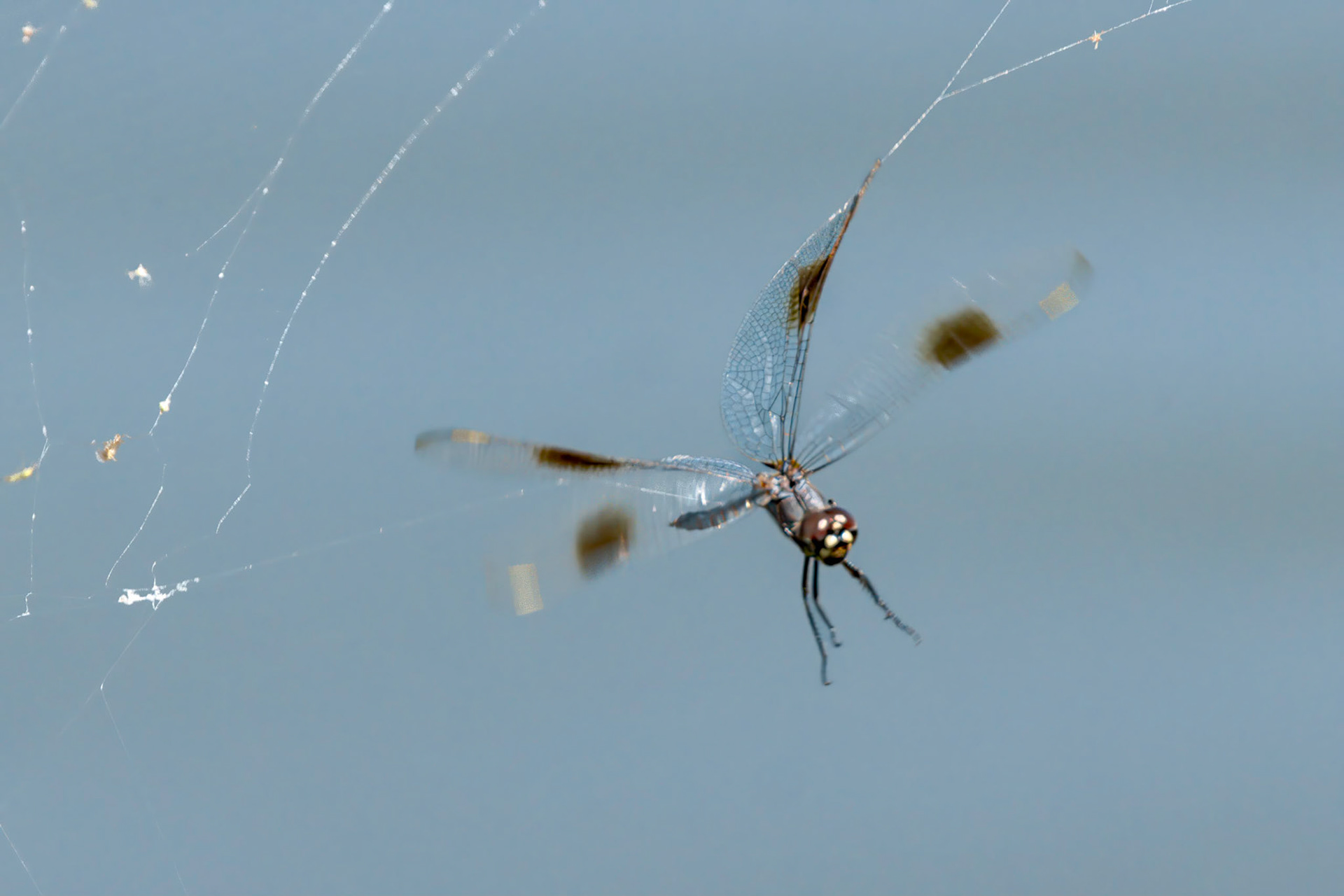 Four spotted pennant 1, Carl Bazemore Bird Walk