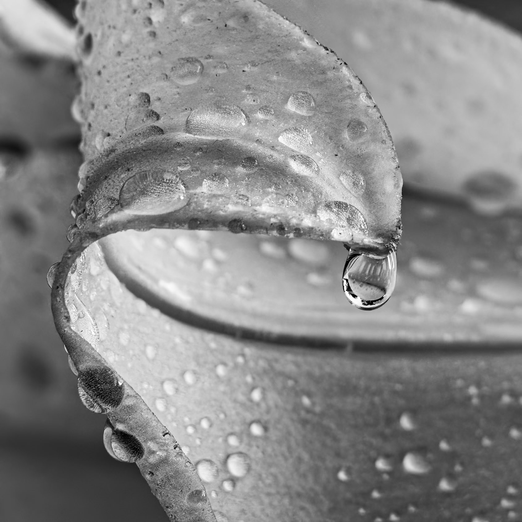 Lily 10, Brunswick County Botanical Gardens