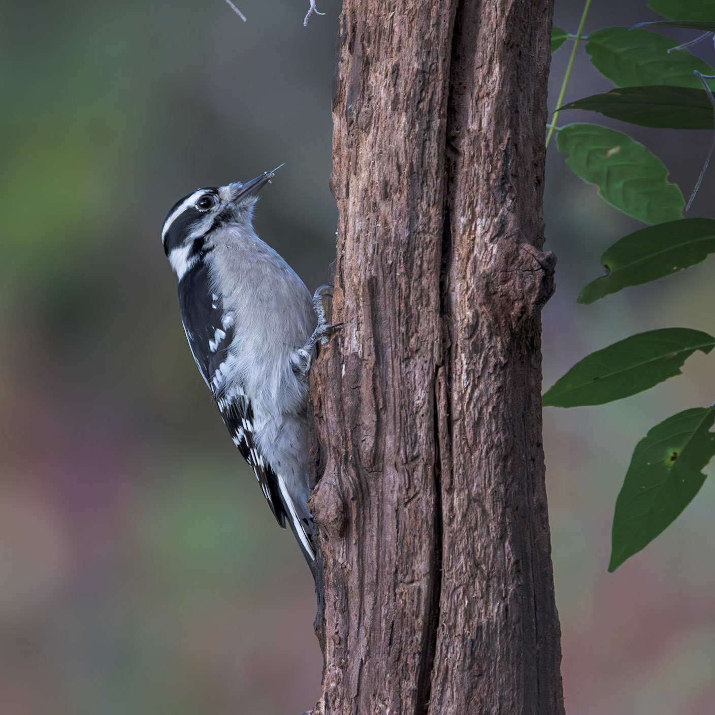 Downy woodpecker 3, The Nut House, Clemson, SC