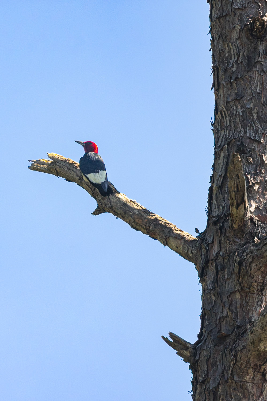 Red headed woodpecker 1, Greater Green Swamp area