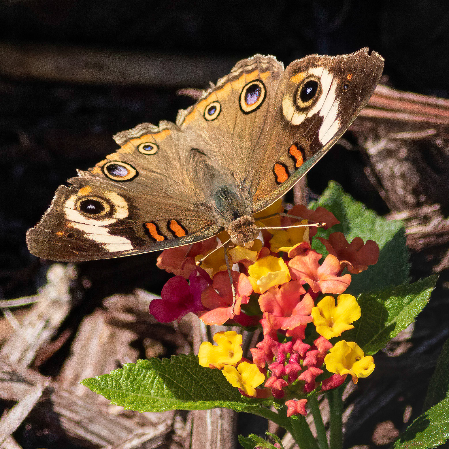 Buckeye butterfly, East End OIB