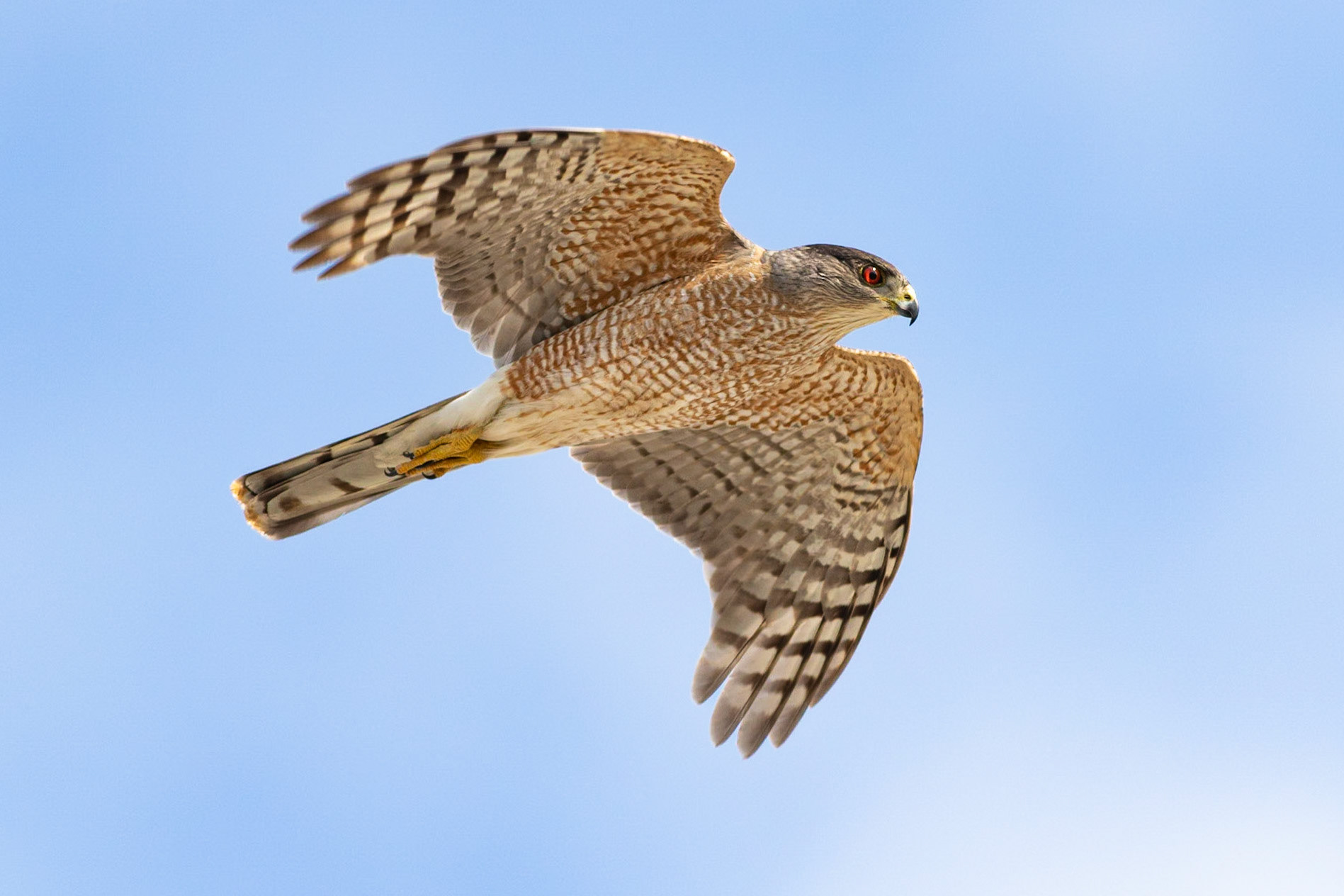 Coopers Hawk 1, OIB