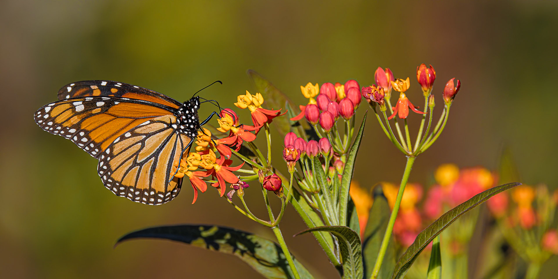 Monarch 29, New Hanover County Arboretum