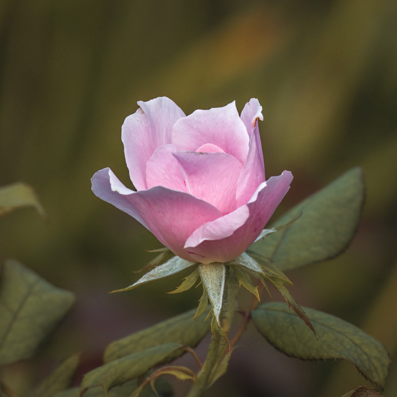 Rose 12, Brunswick County Botanical Gardens