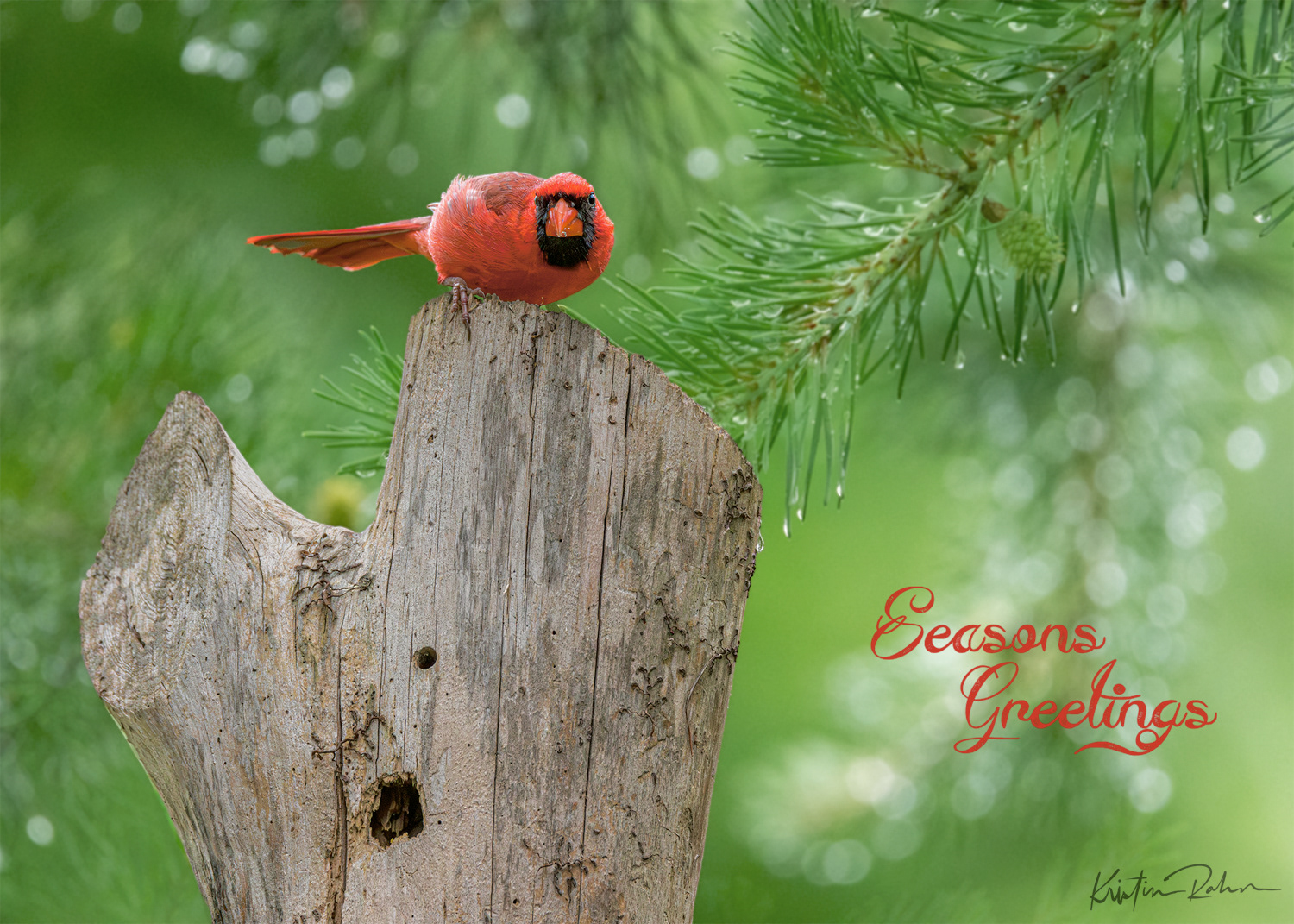 Cardinal Seasons Greetings