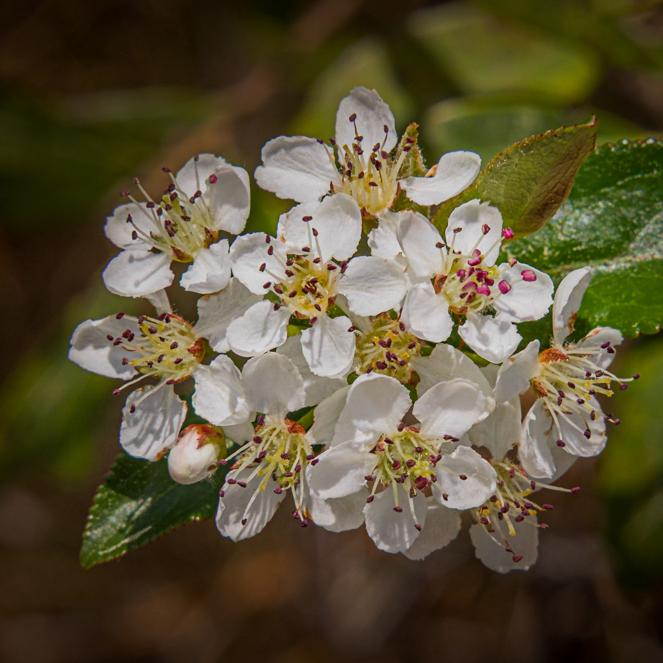 Chokeberry 4, Green Swamp Preserve
