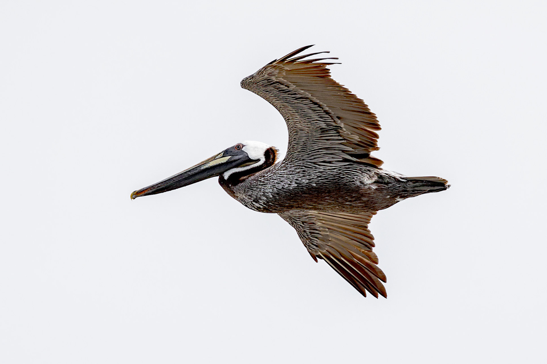 Pelicans 62, OIB east end