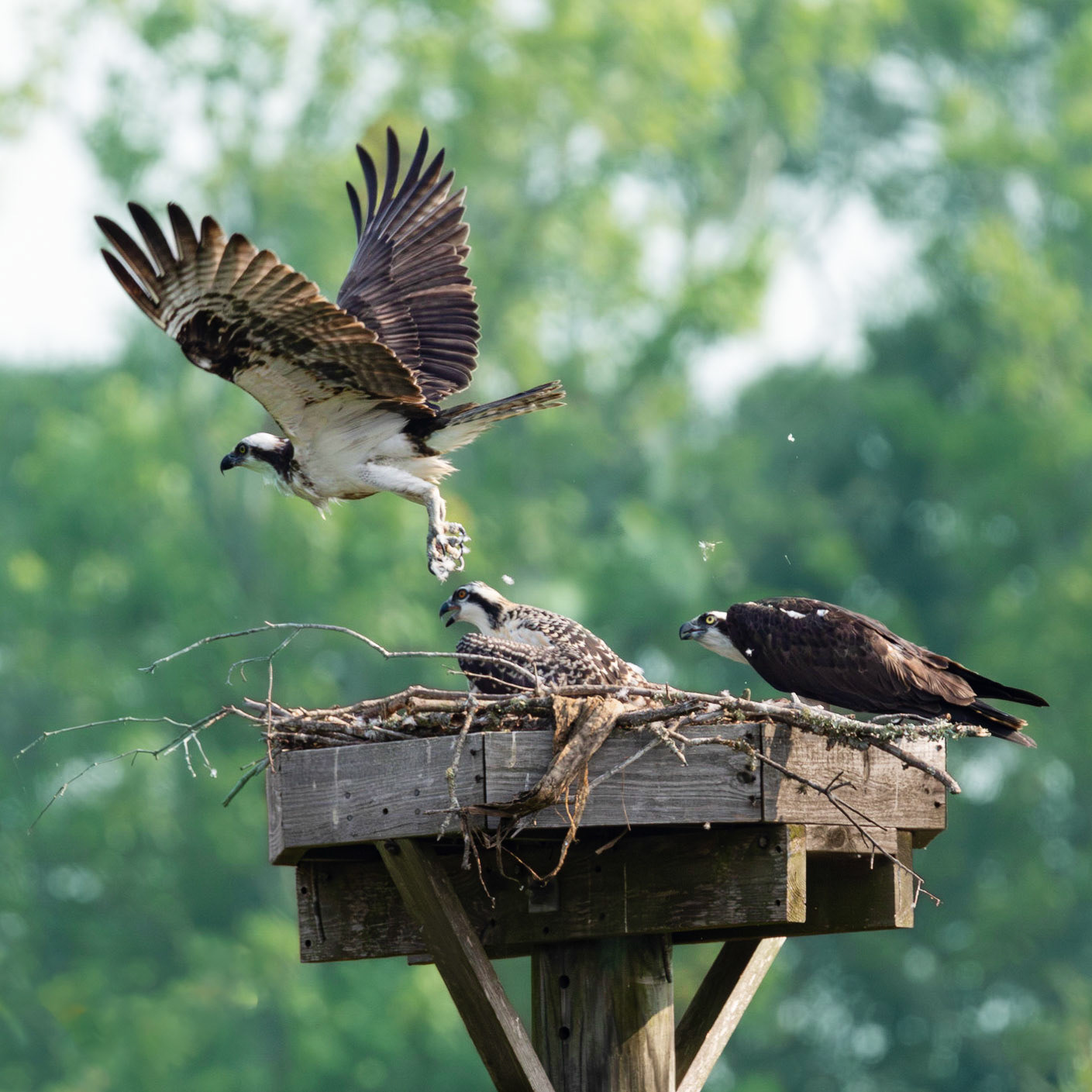 Osprey 97, Sea Trail