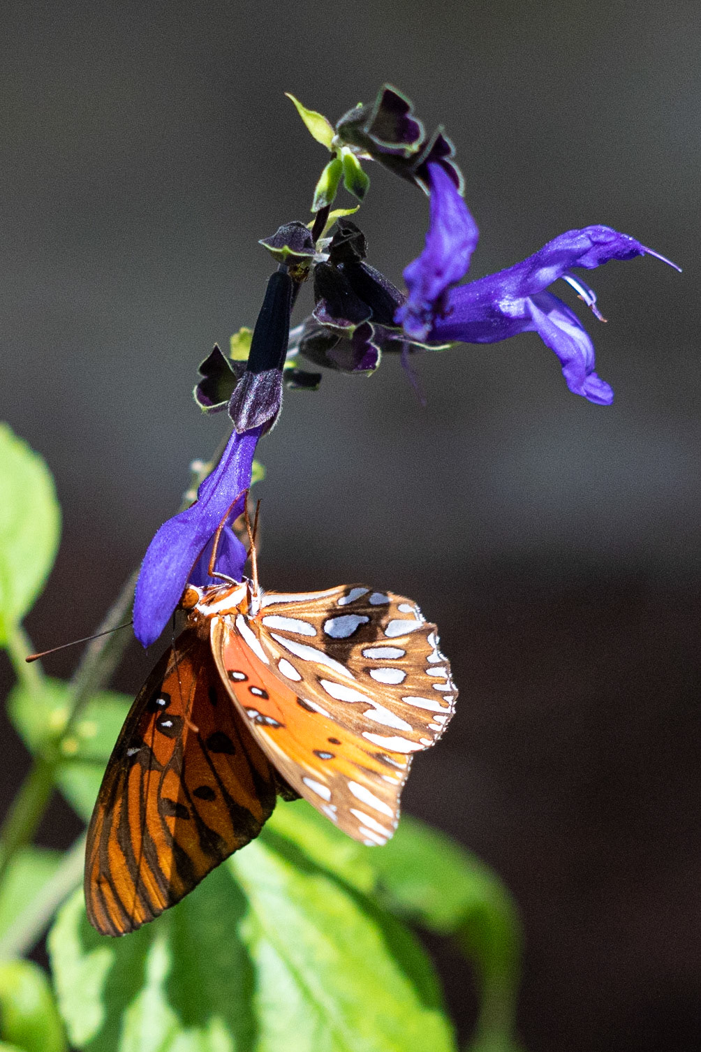 Monarch 2, Airlie Gardens