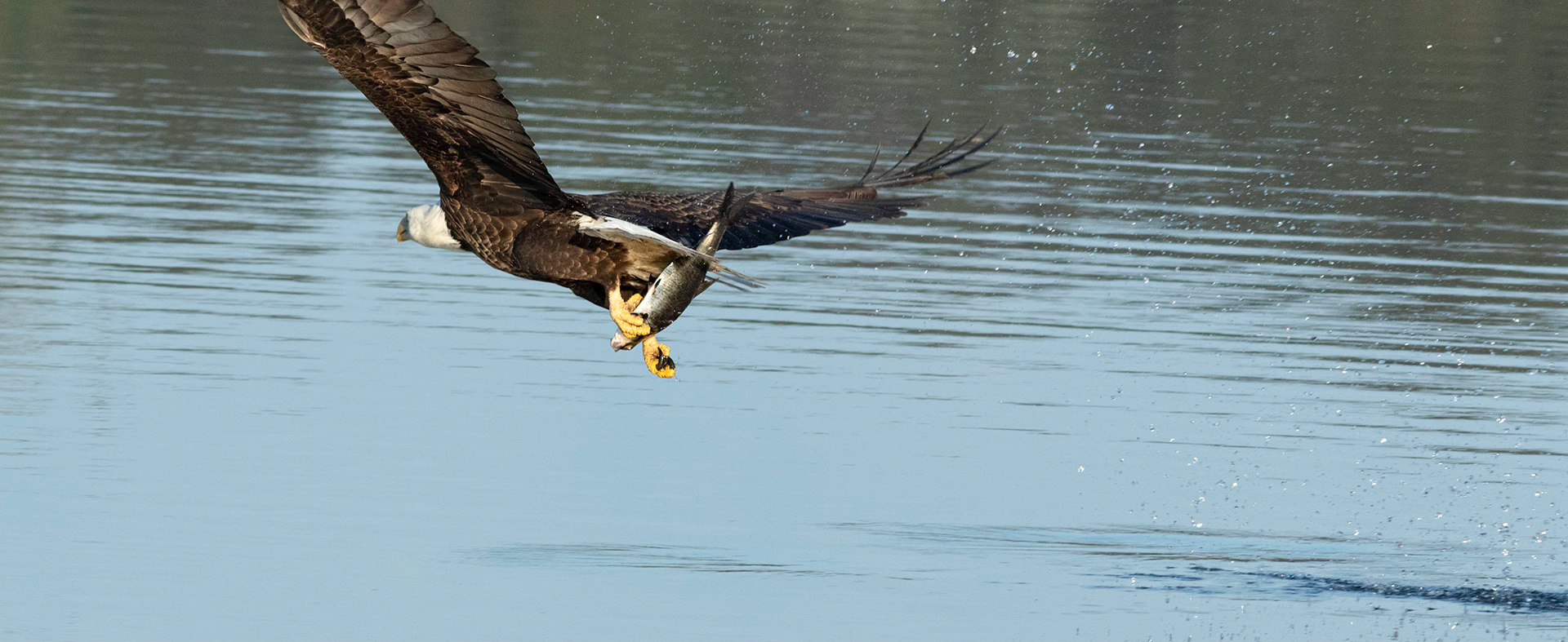 Bald Eagle 37, Carl Bazemore Platform, Sunset Beach