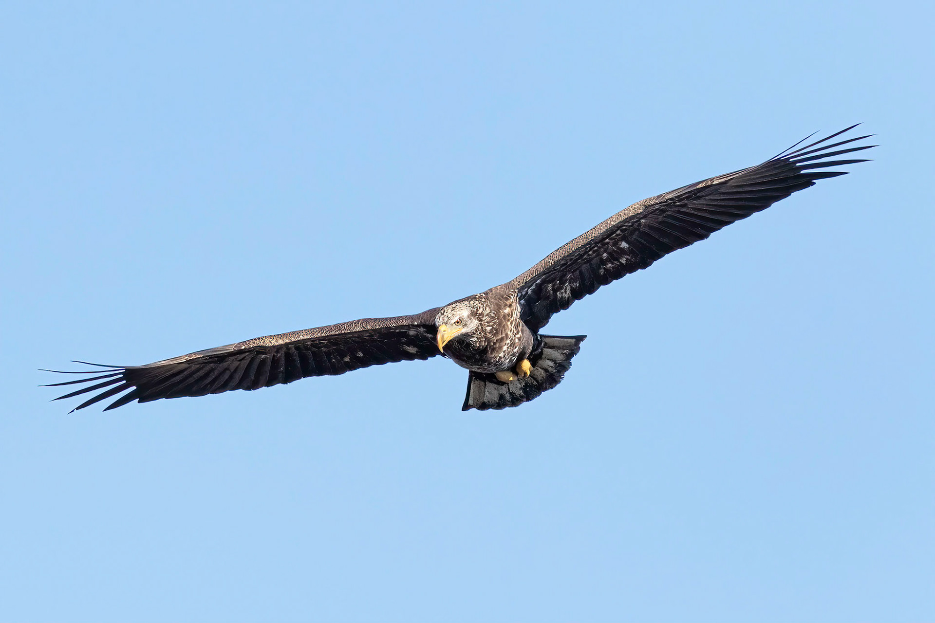 Bald eagle 5, Immature, Huntington Beach SC