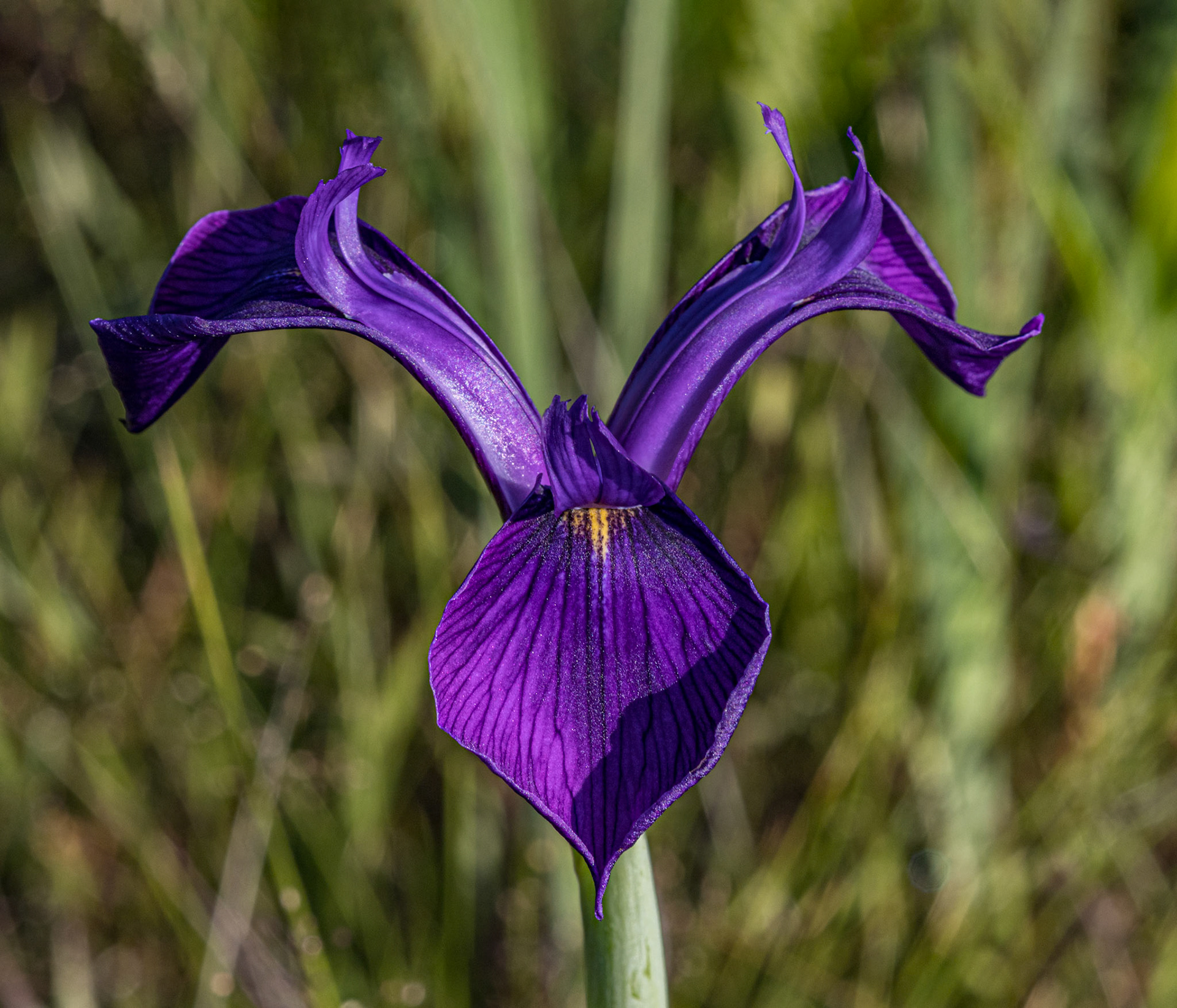 Bay blue flag Iris 2, Green Swamp Preserve