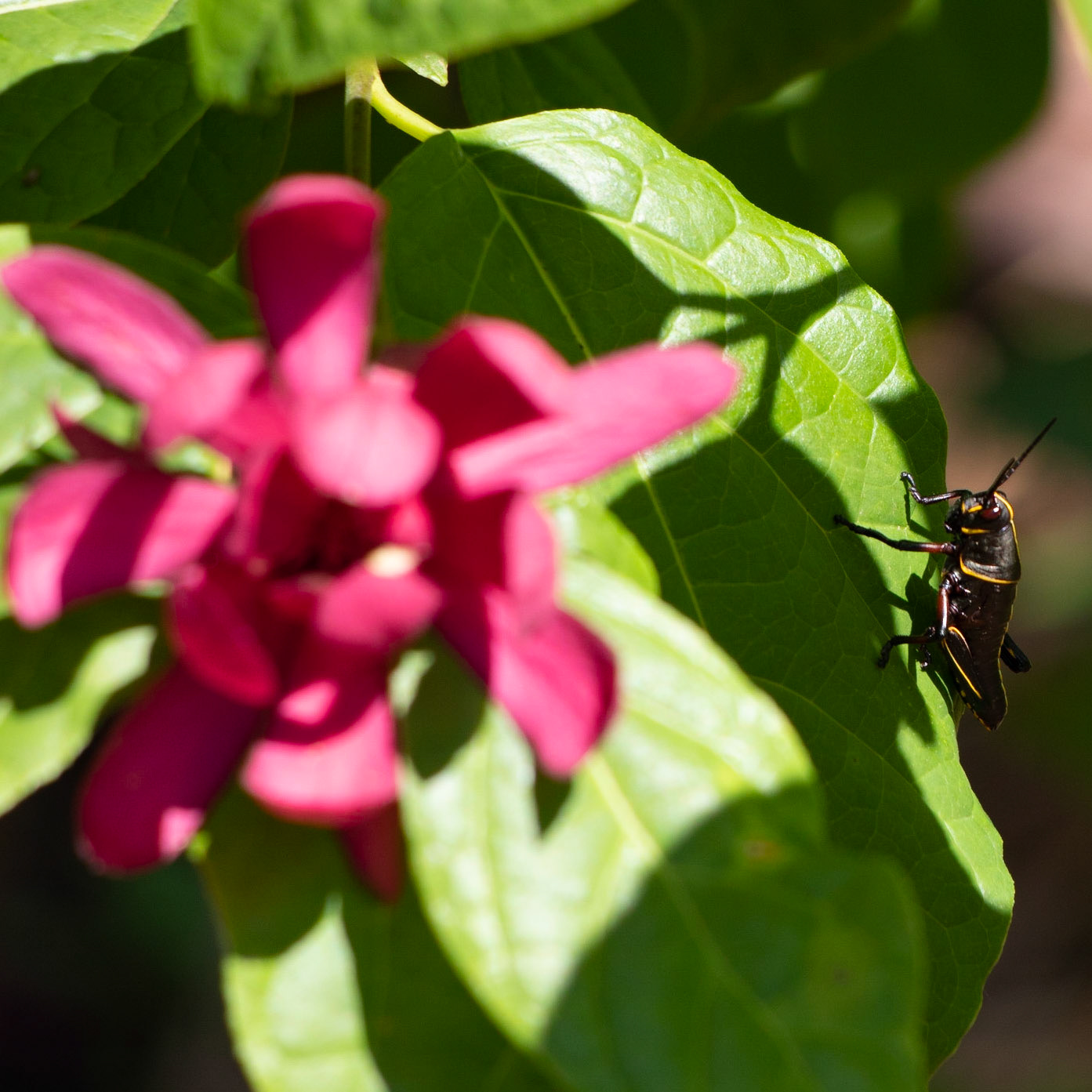 Brookgreen Gardens