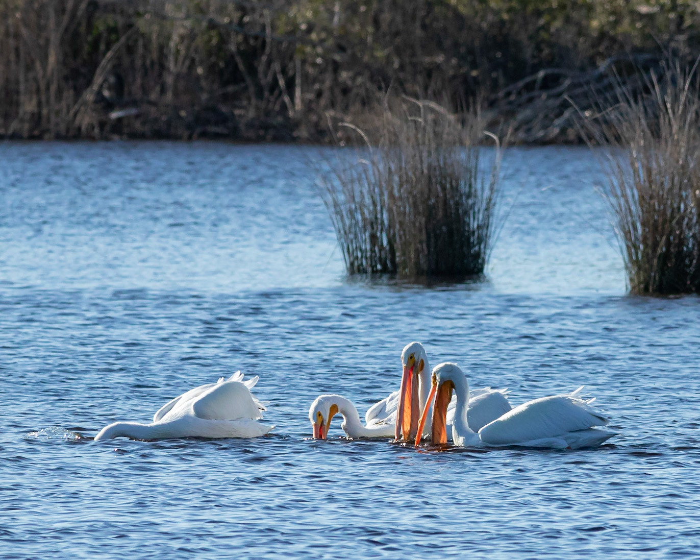 White pelicans 3, Huntington Beach SP, SC