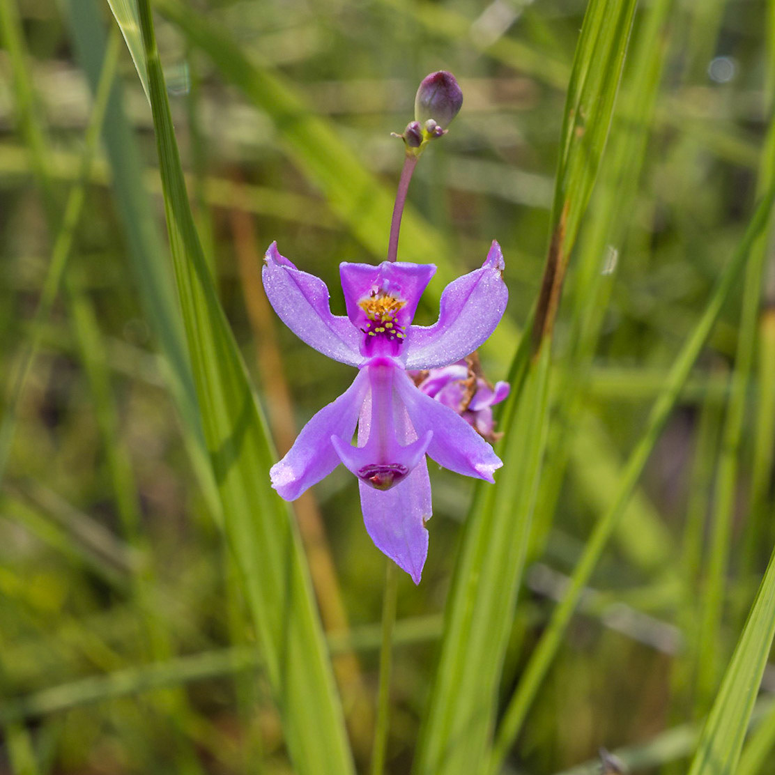 Grass pink orchid 6, Green Swamp Preserve