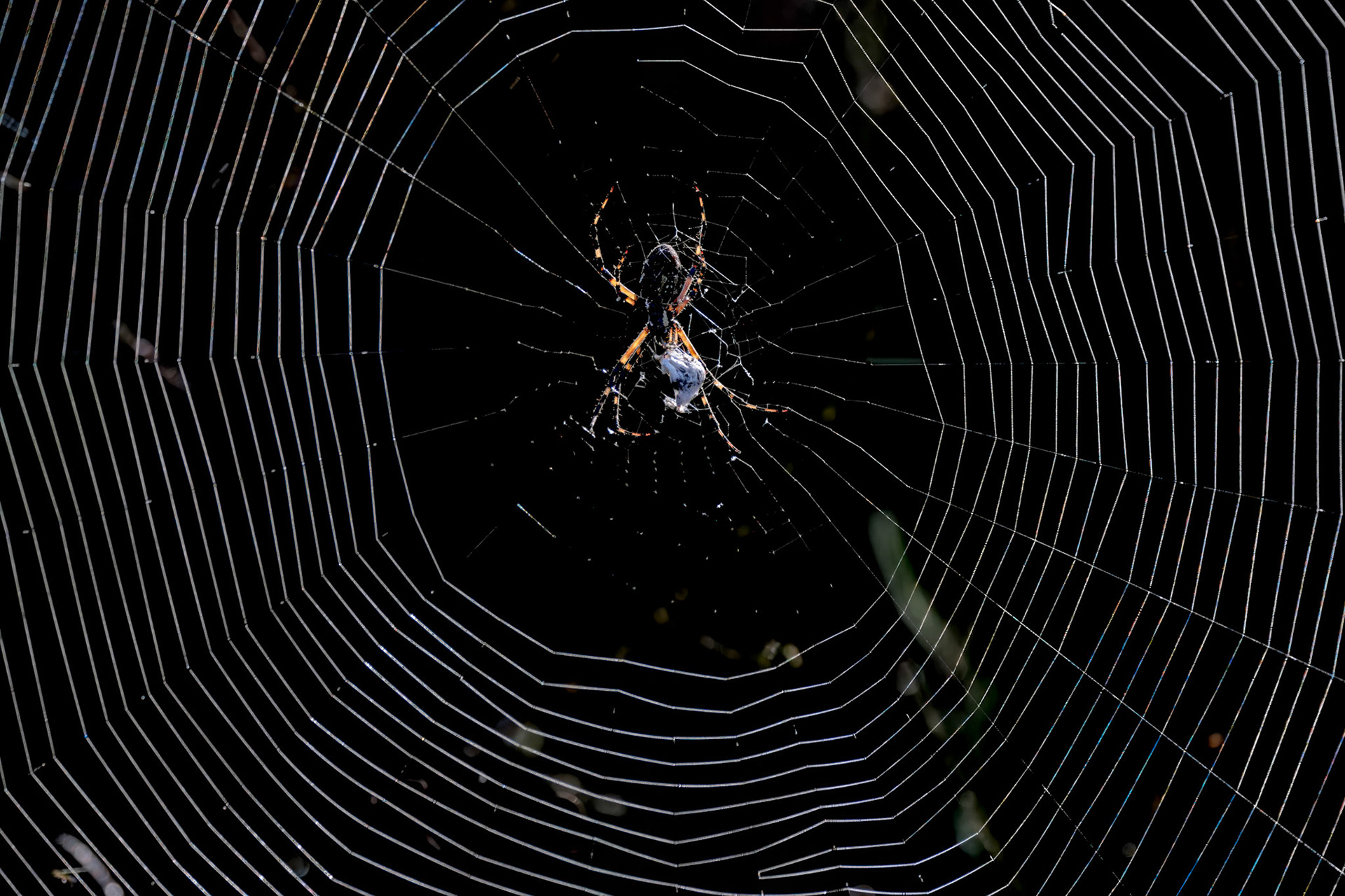 Black and yellow argiope spider 1, Green Swamp Preserve