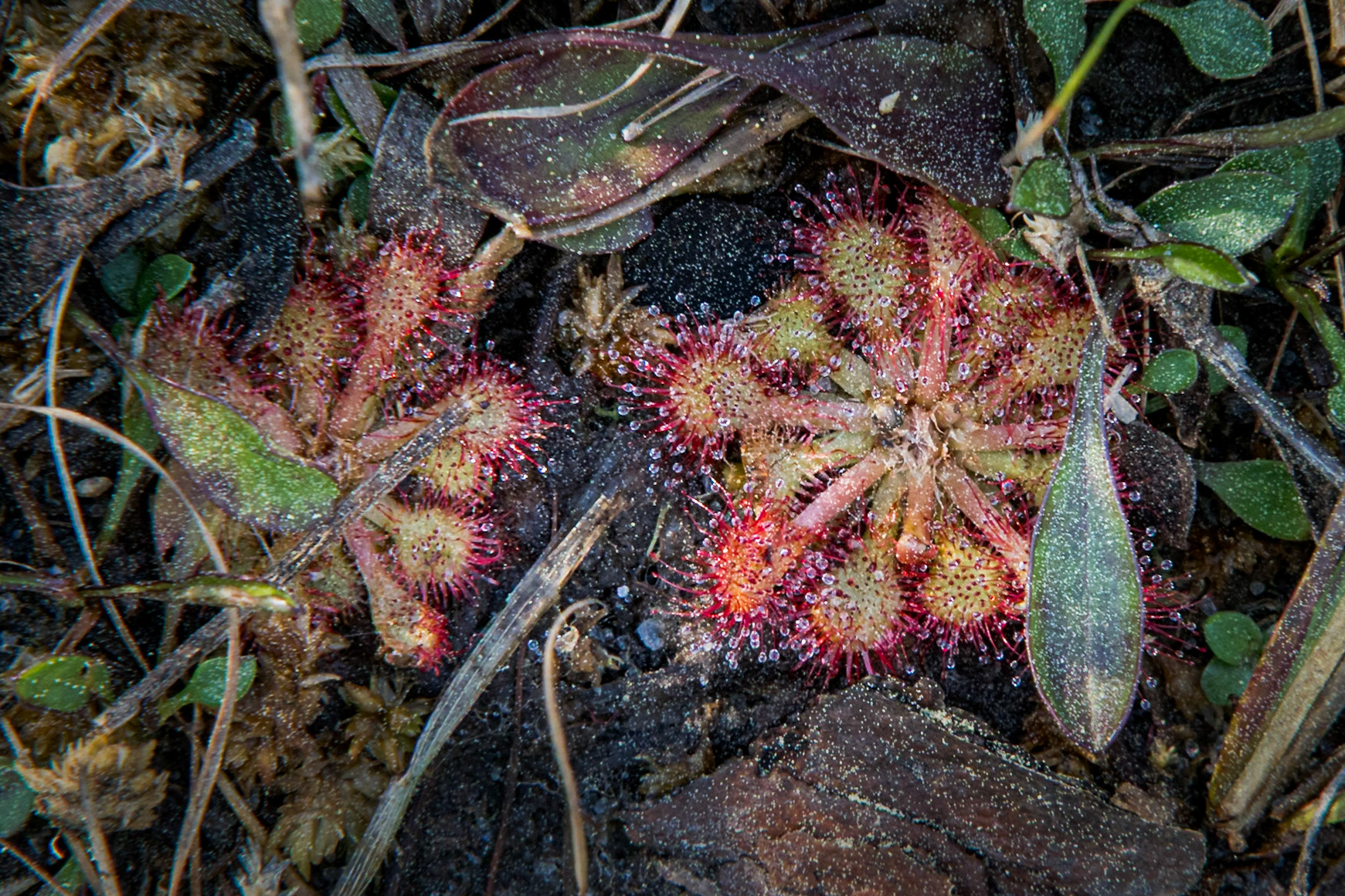 Pink sundew 3, Green Swamp Preserve