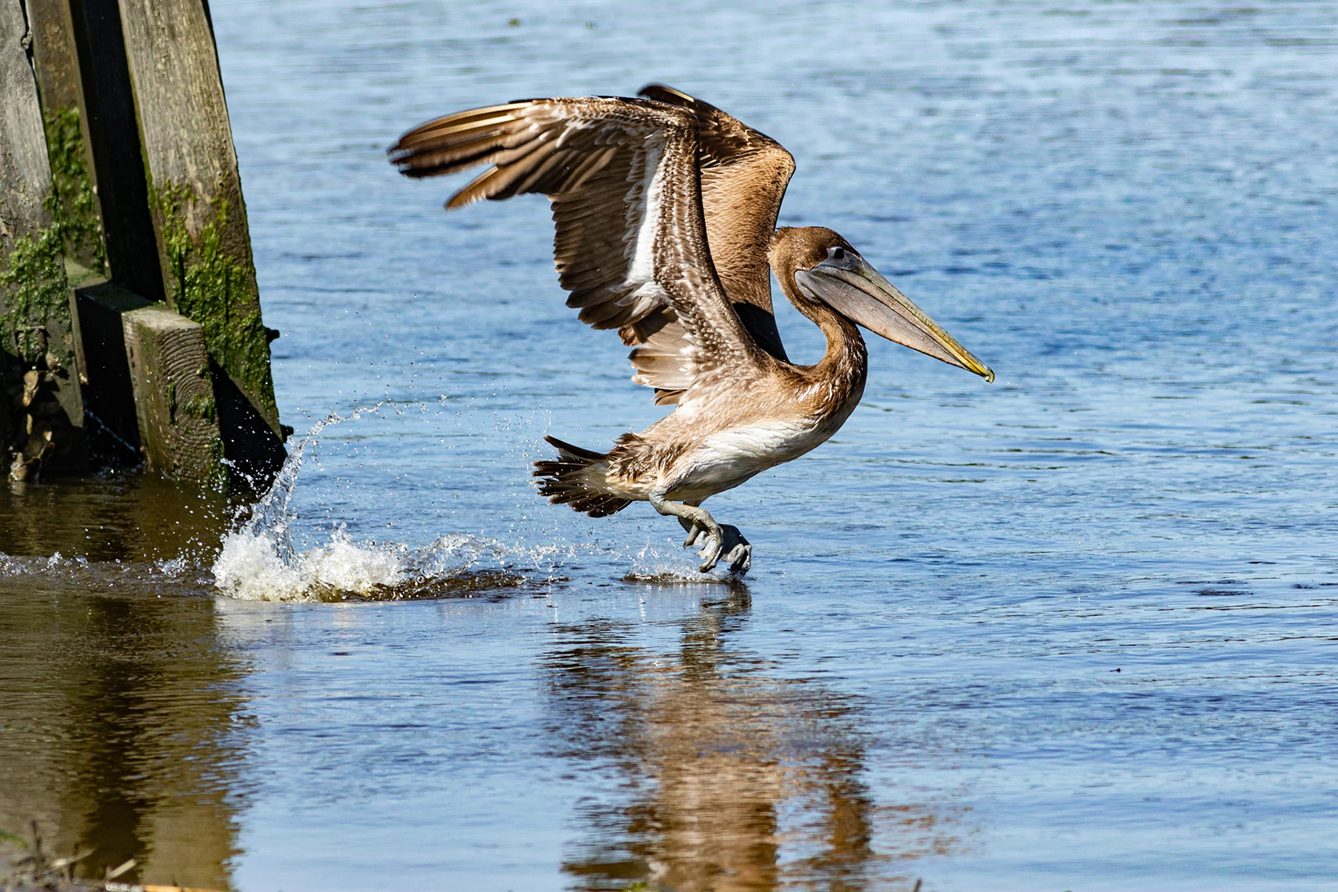 Pelicans 32, Huntington Beach State Park, SC