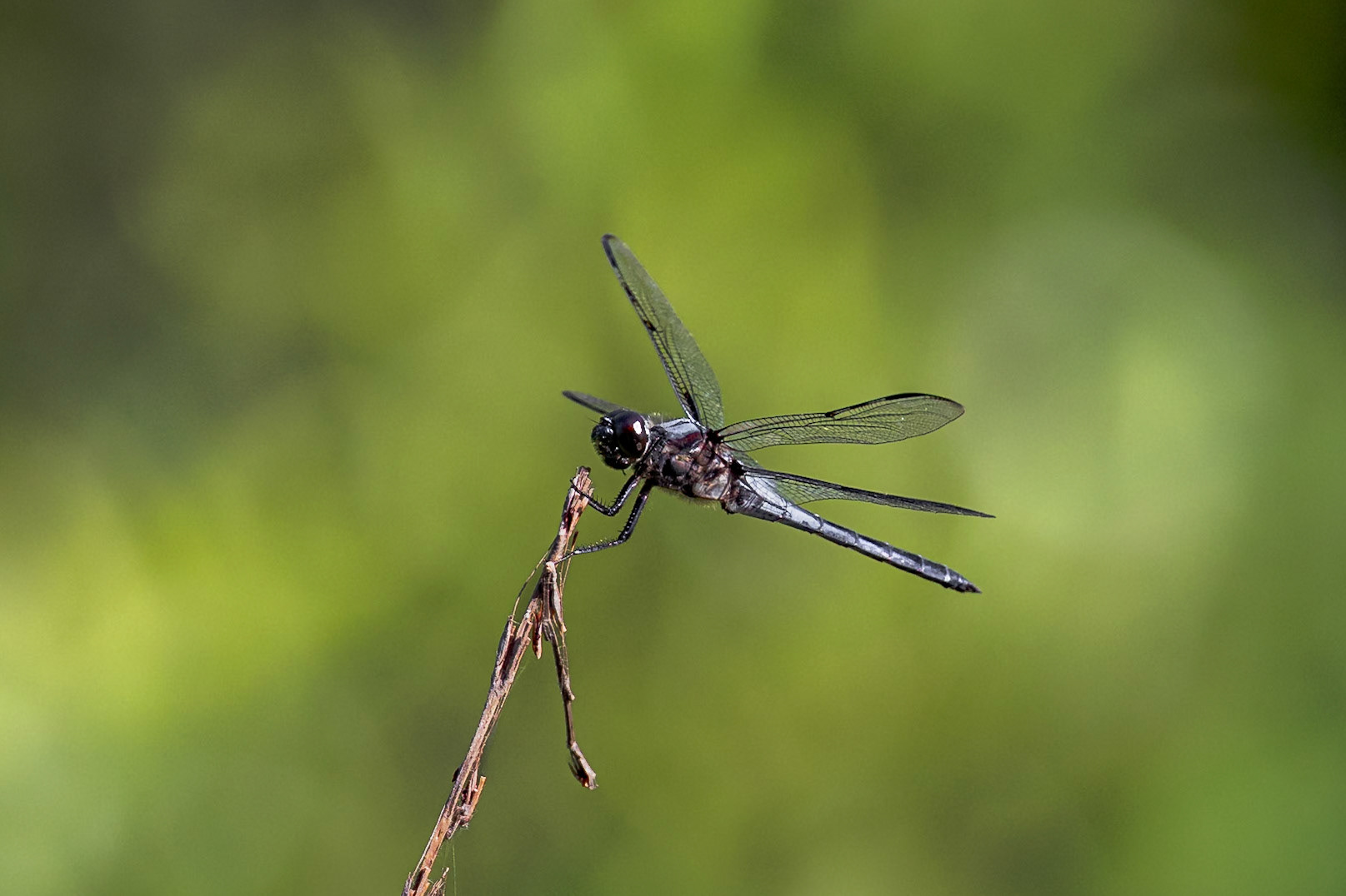 Bar winged skimmer 2, greater Green Swamp area