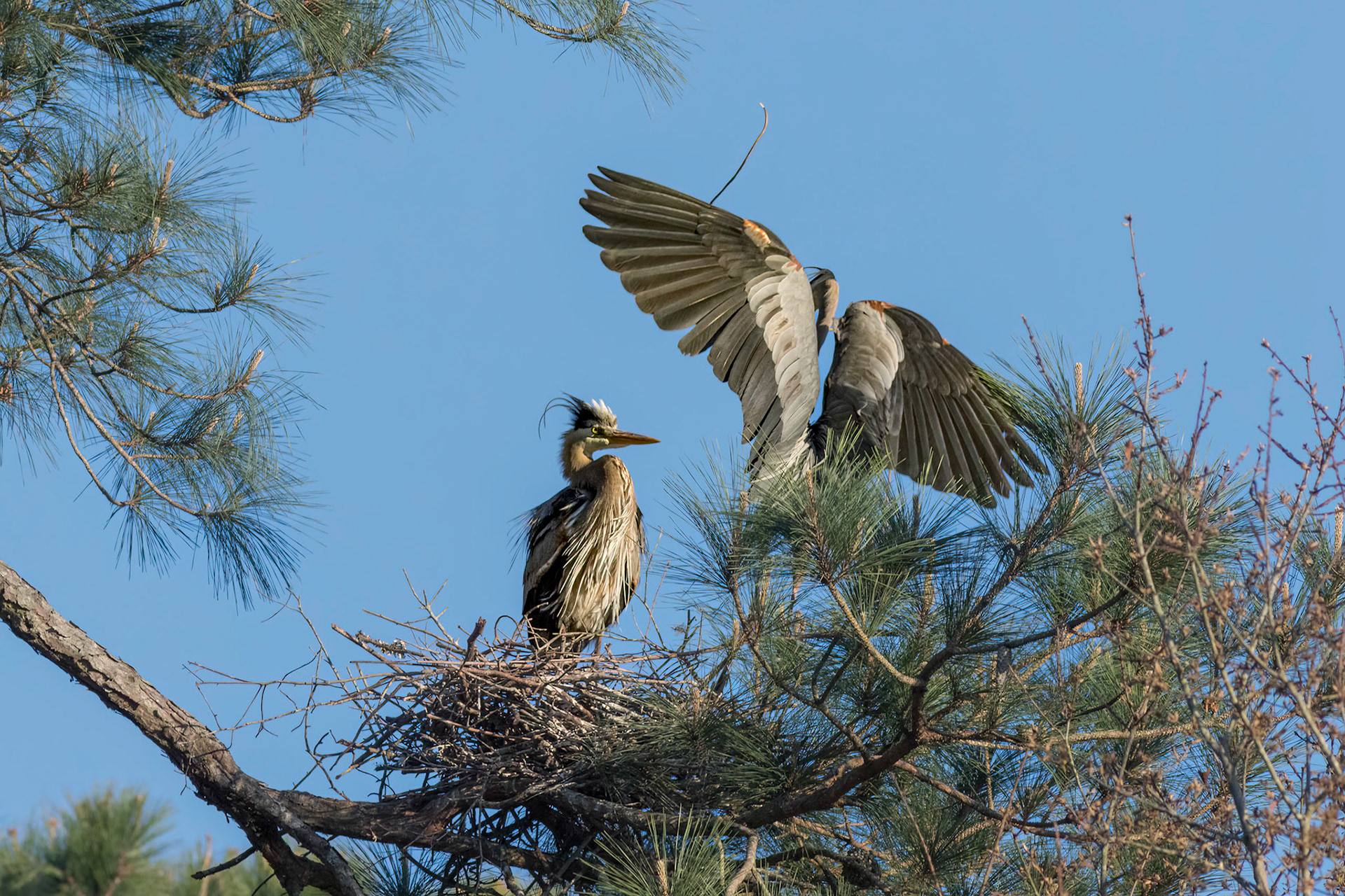 Herons Mating 5, Her opinion of the stick
