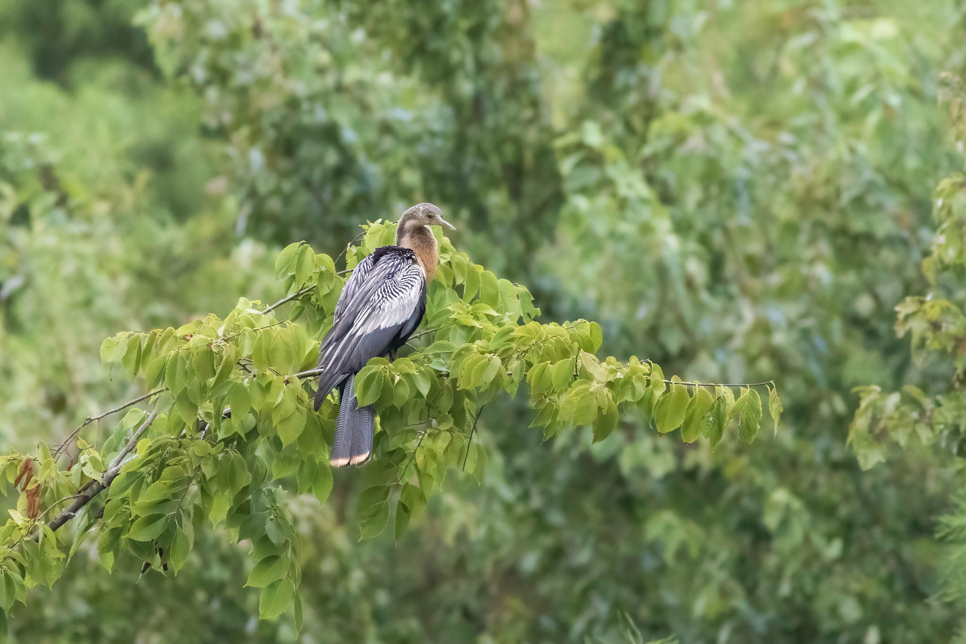 Anhinga nest 50, Sea Trail, Week of August 15, Nest 2