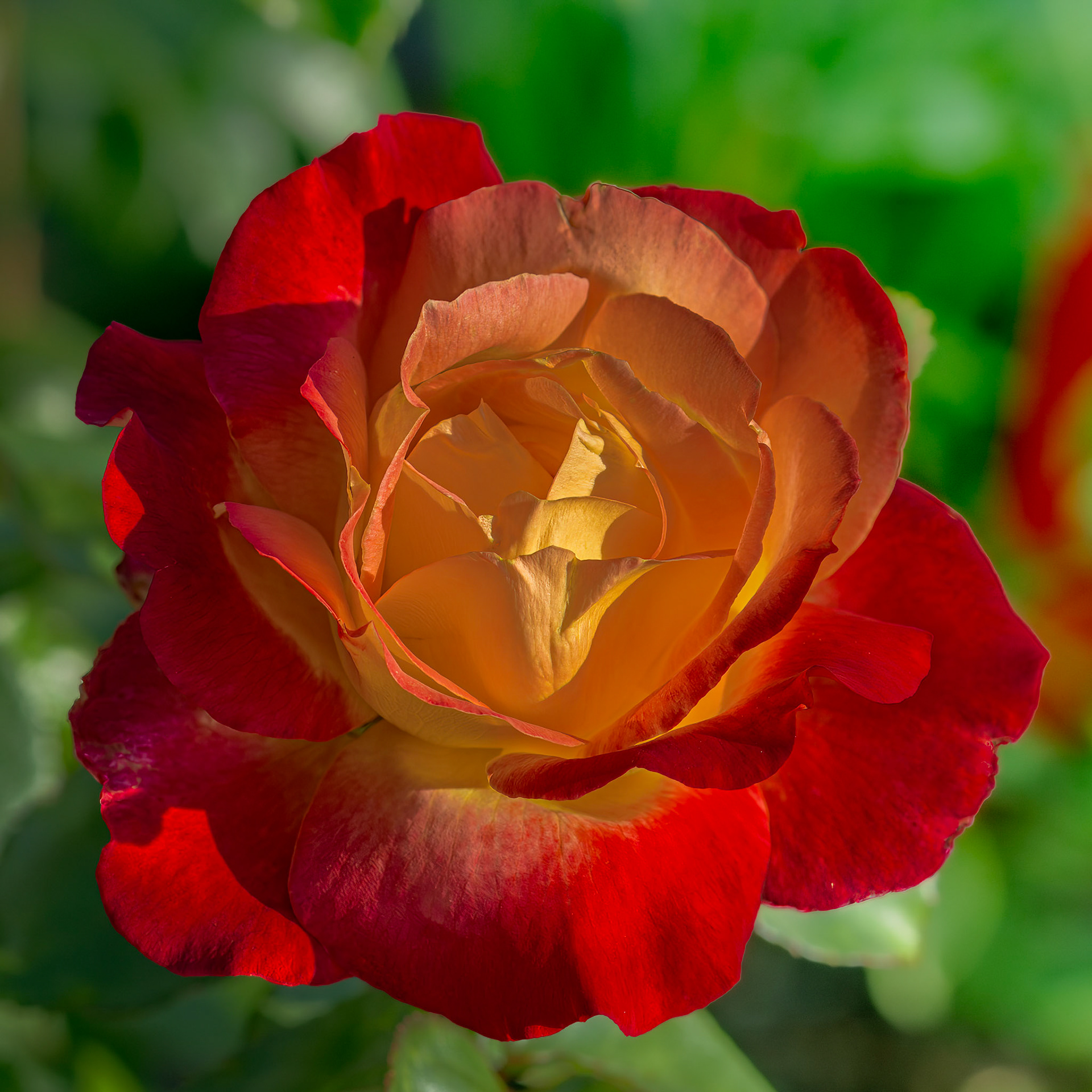 Rose 23, Brunswick County Botanical Gardens