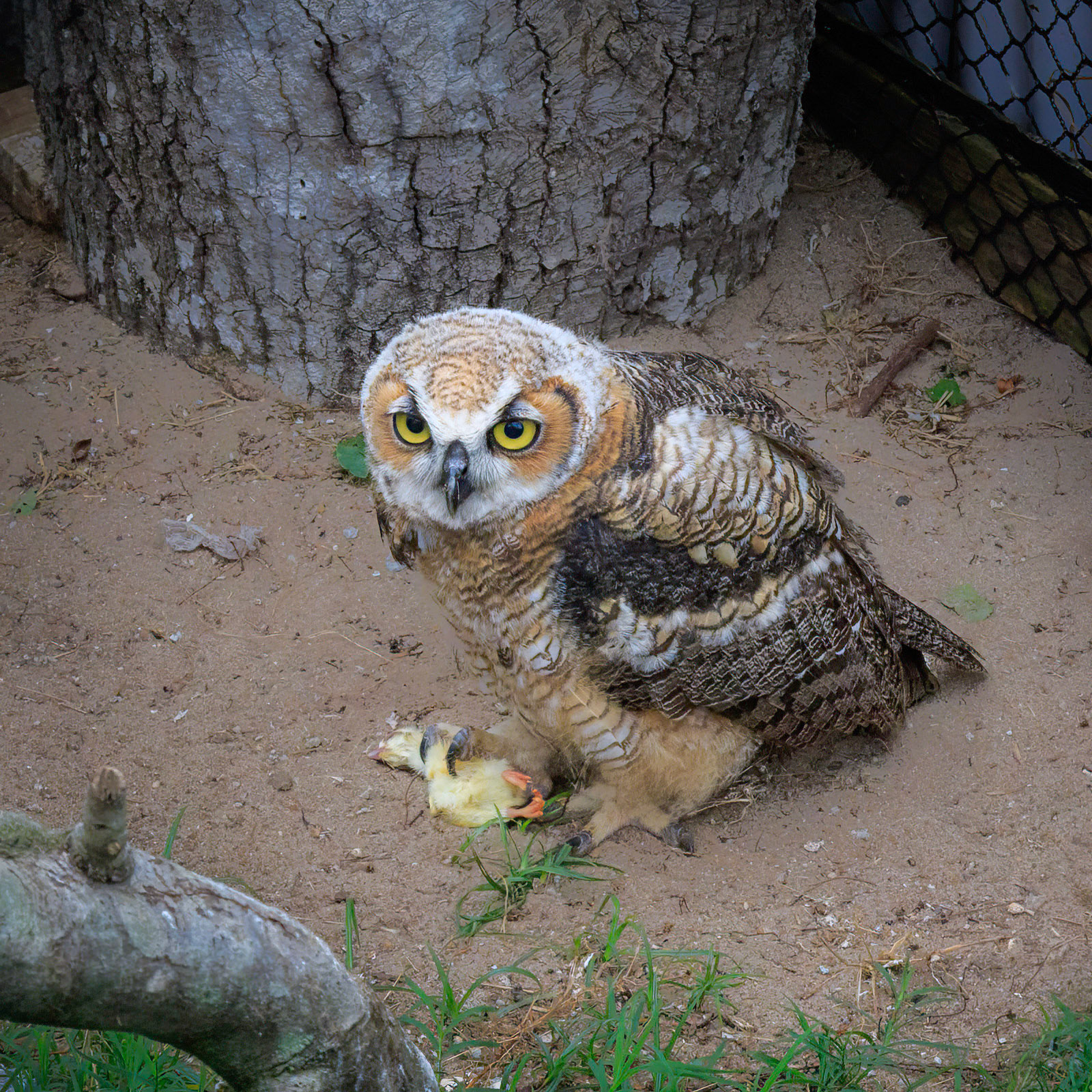 Hootsie 6, Great Horned Owl Juvenile, Sea Biscuit Wildlife Shelter