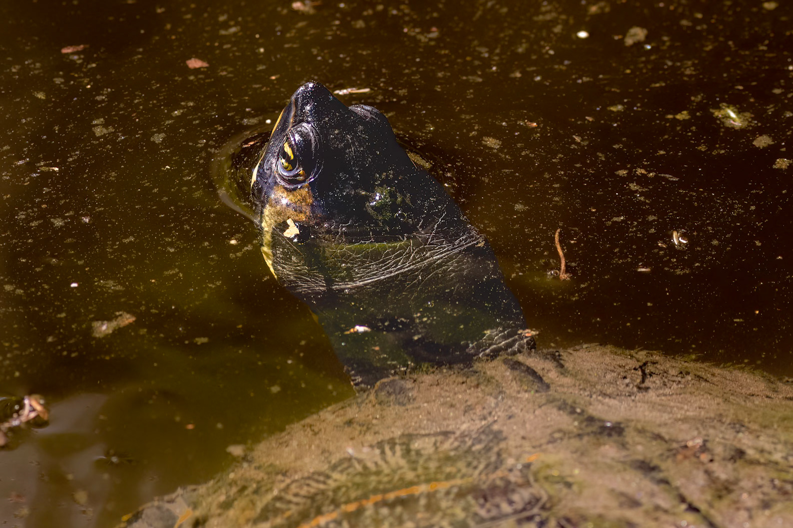 Turtle 3, Magnolia Plantation and Gardens, Charleston, SC