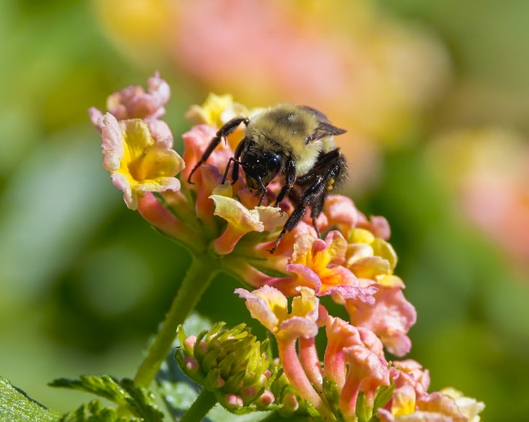 Bee 33, Brunswick County Botanical Gardens