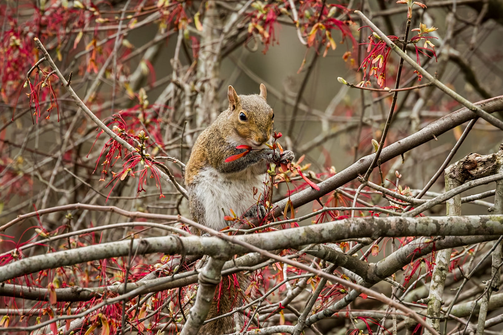 Squirrel 7, Cypress Wetlands, Port Royal, SC