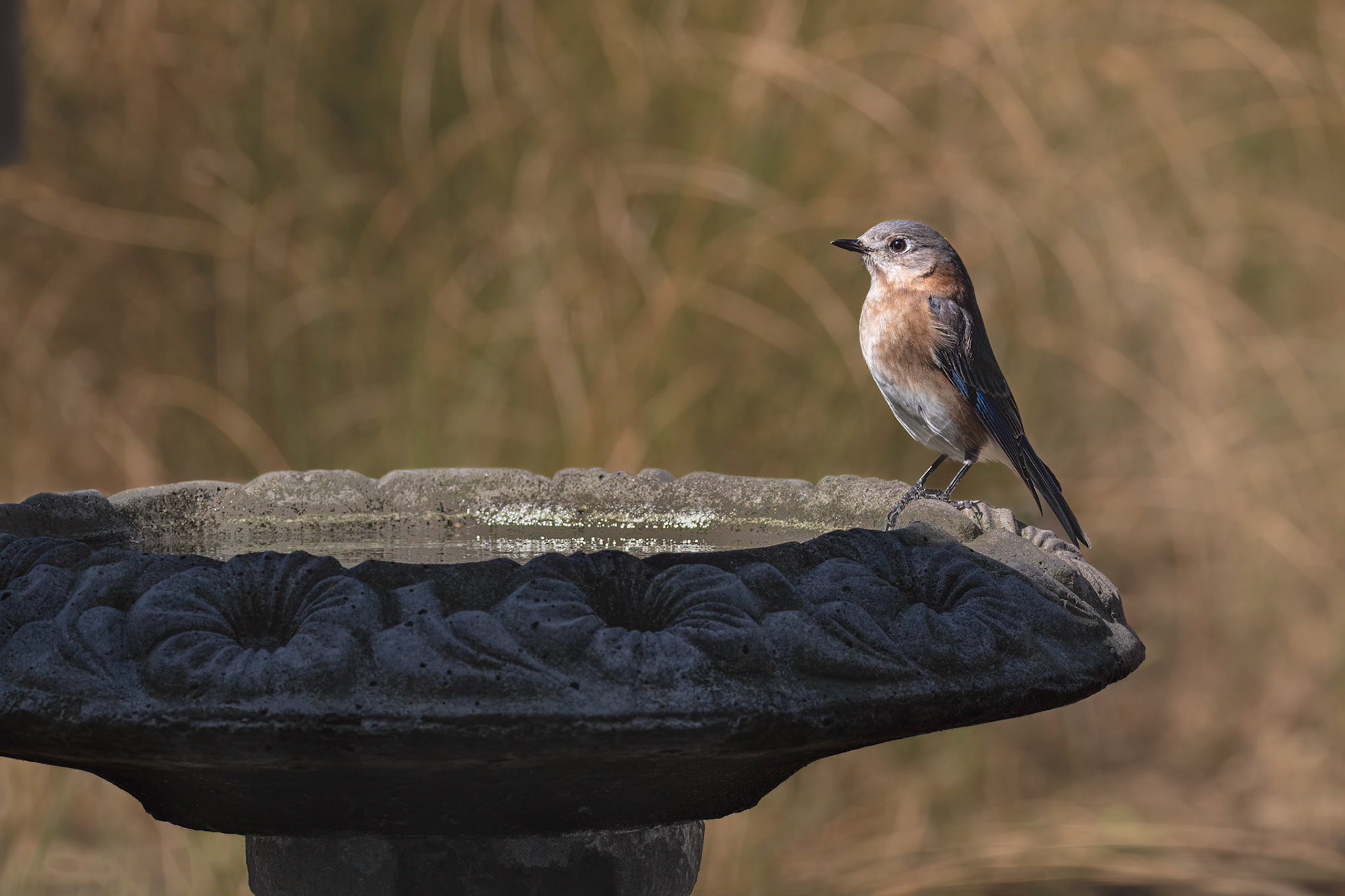 Female eastern bluebird 31, Huntington Beach SC