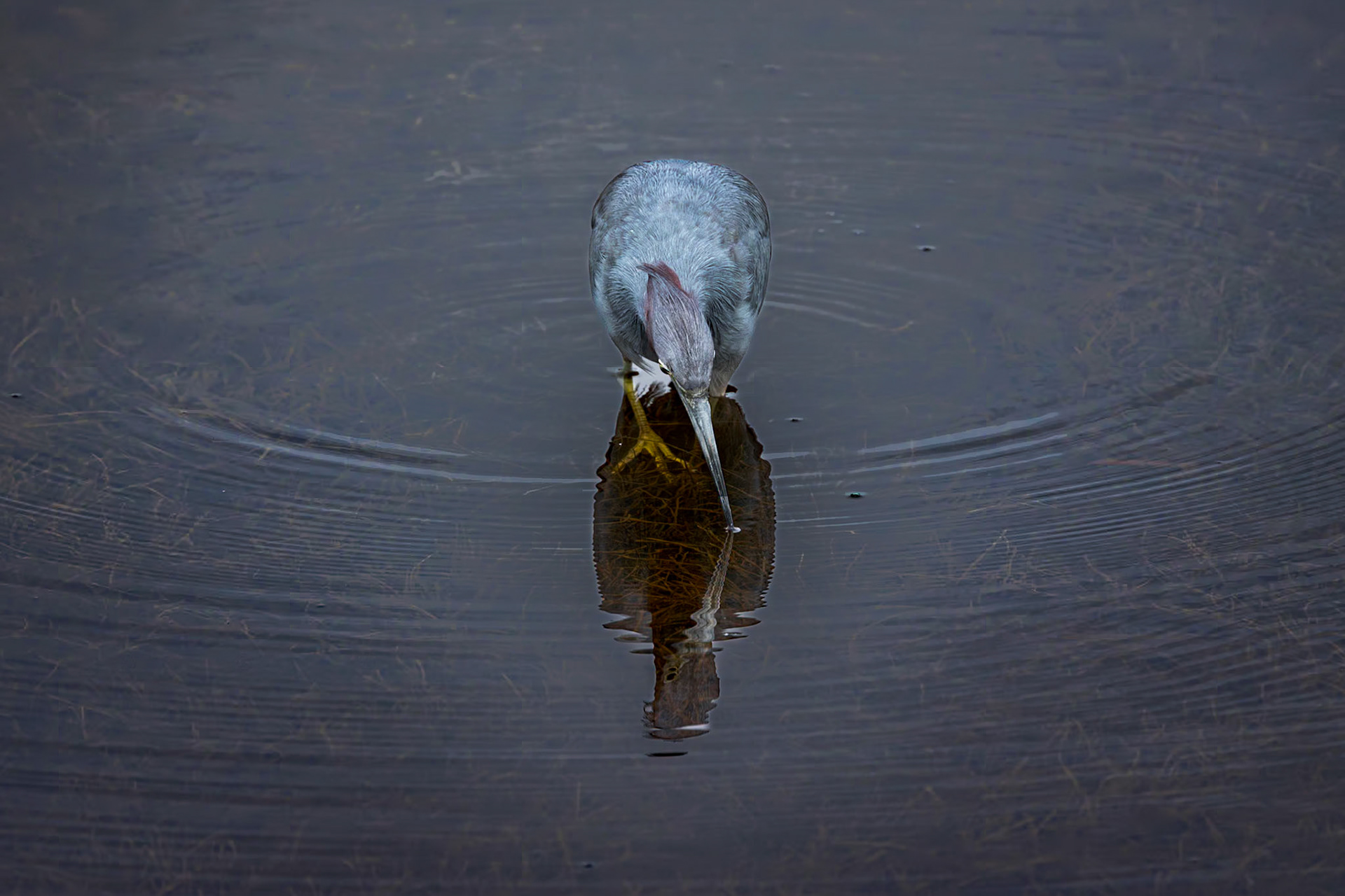 Little Blue Heron 24, Huntington Beach State Park, SC