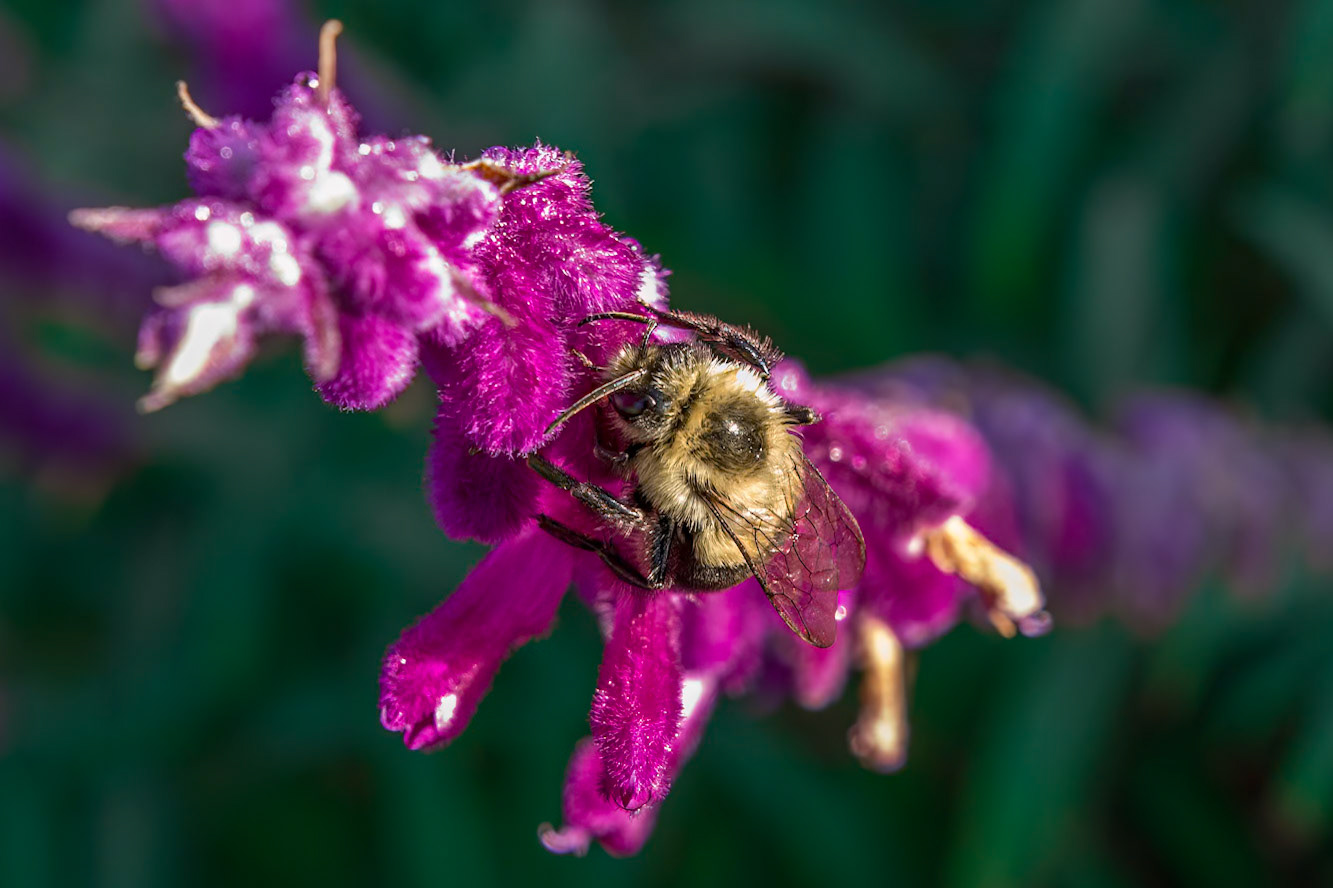 Bee on mexican bush sage 4, Brunswick County Botanical Gardens