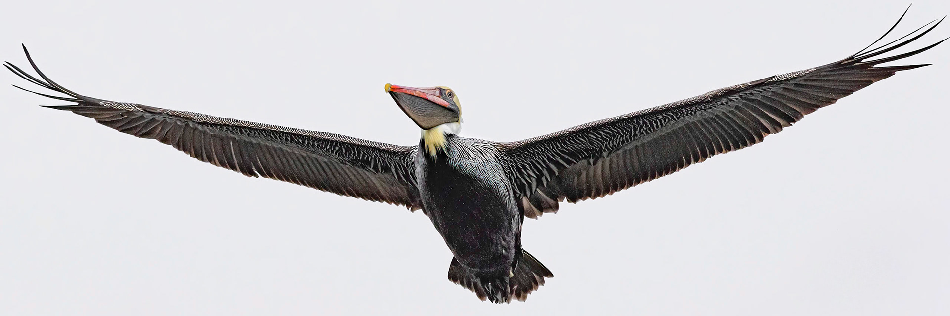 Pelicans 42, Sunset Beach, Oyster Bay golf course