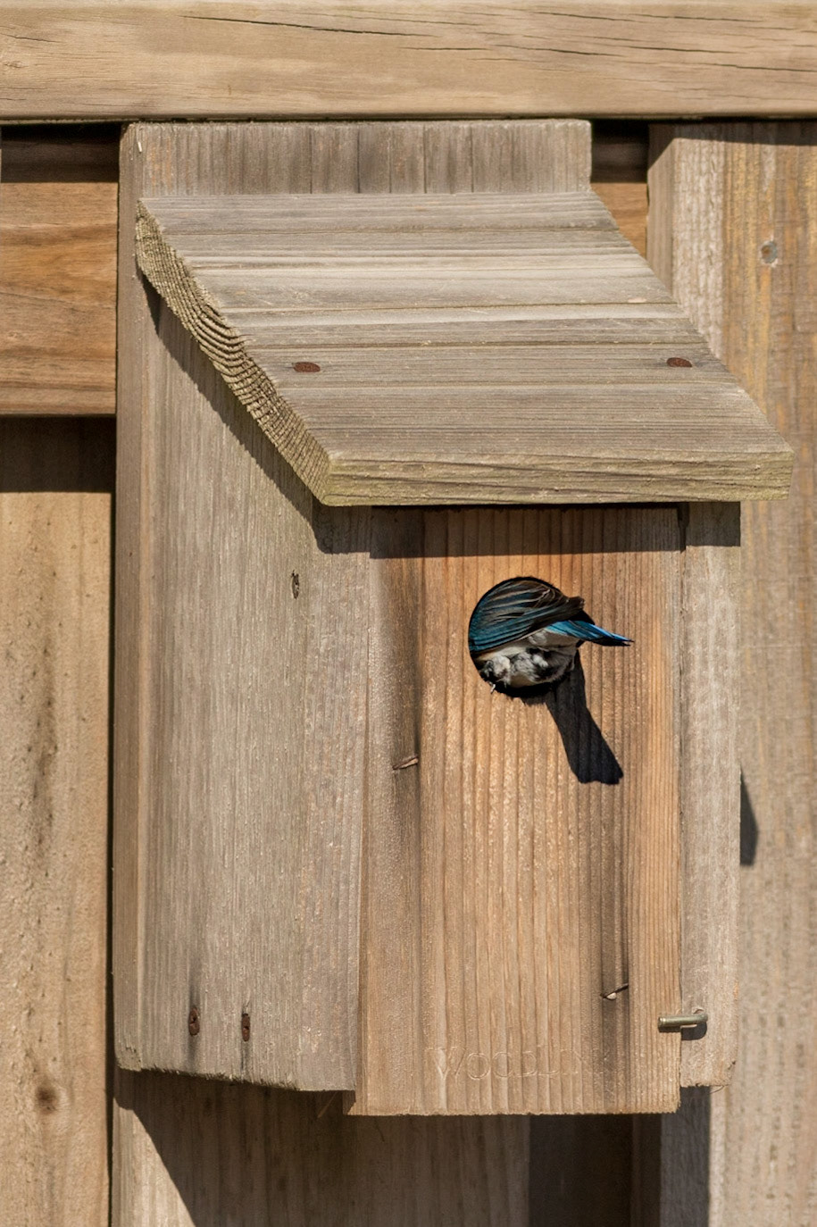 Eastern bluebirds 57, OIB