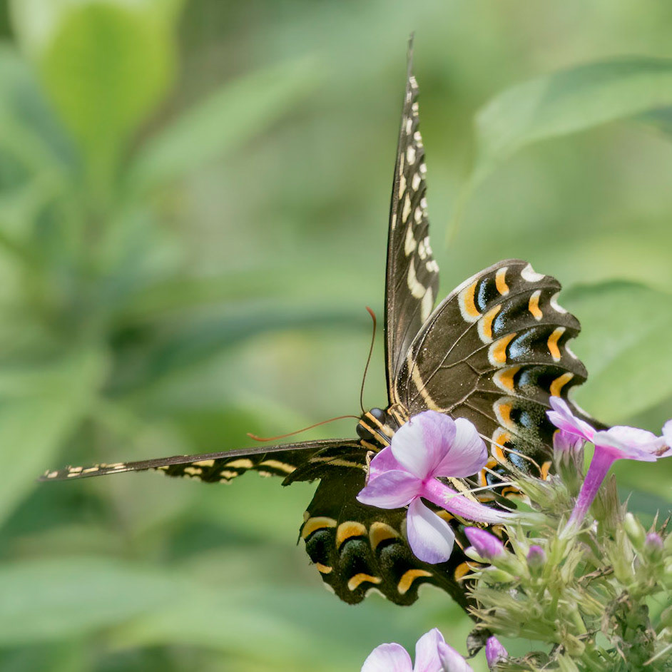 Palamedes swallowtail 10, Brunswick County Botanical Gardens