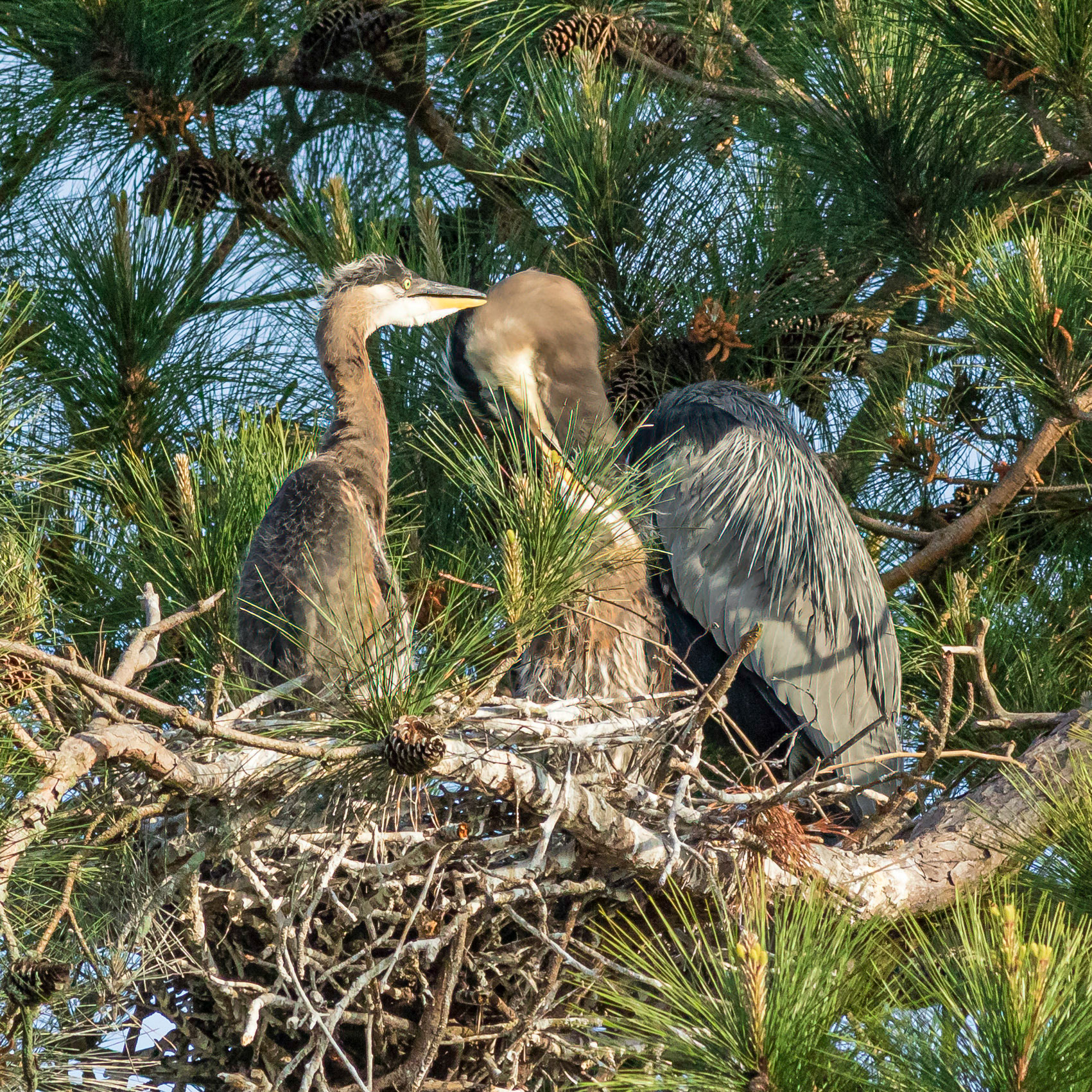 Rookery 1, Sea Trail