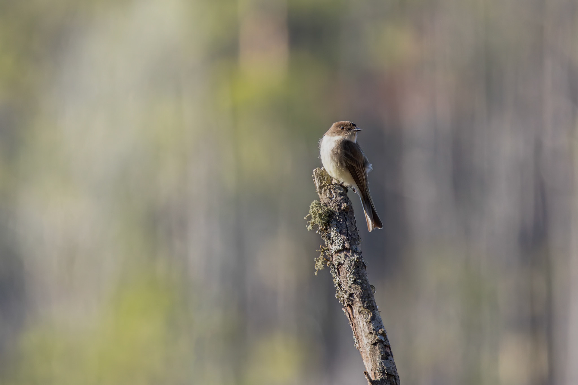 Eastern phoebe 2, Huntington Beach State Park