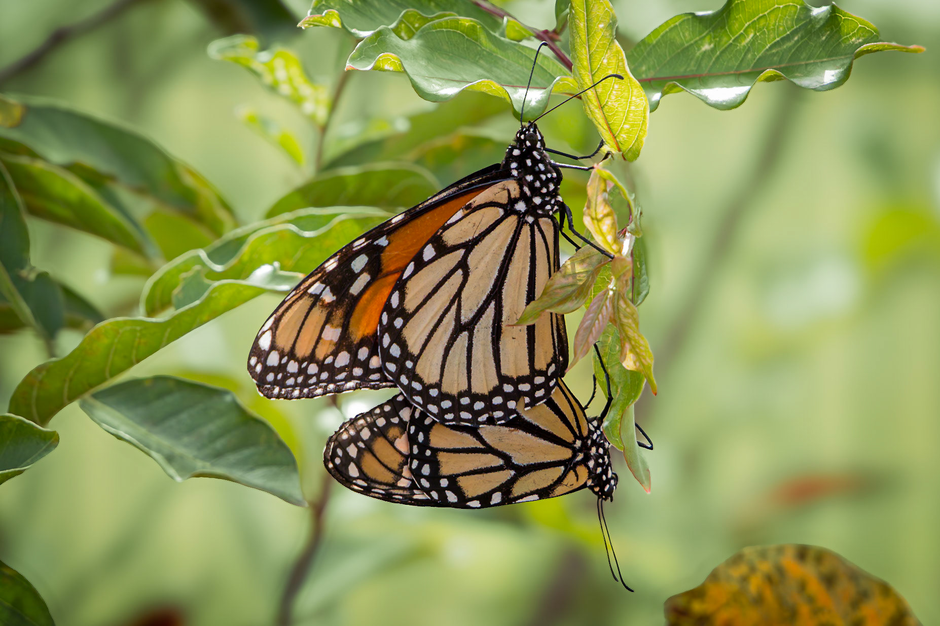 Monarch 23, Private home in Calabash, NC