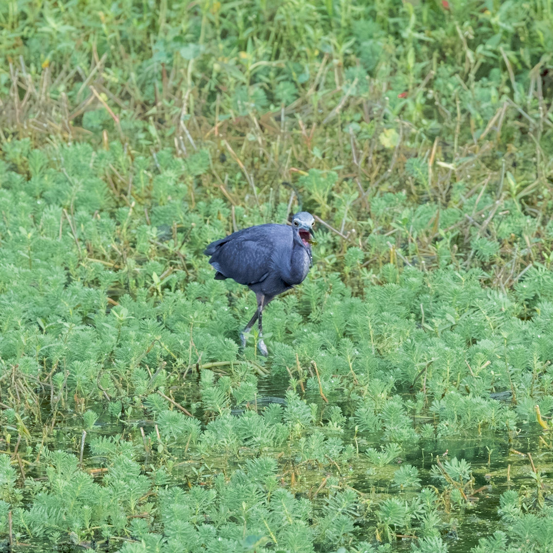 Little blue heron 13, Sea tzrail