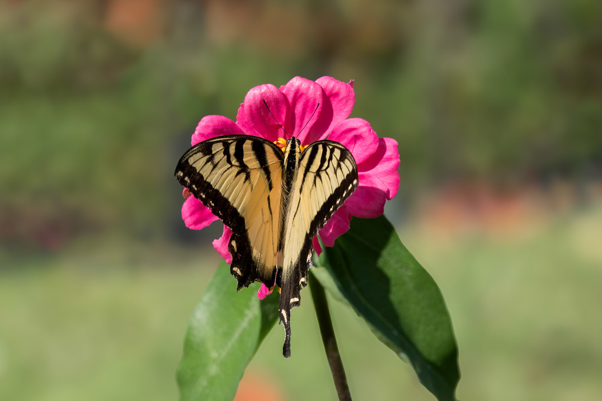 Eastern tiger swallowtail 7, Private home in Calabash, NC