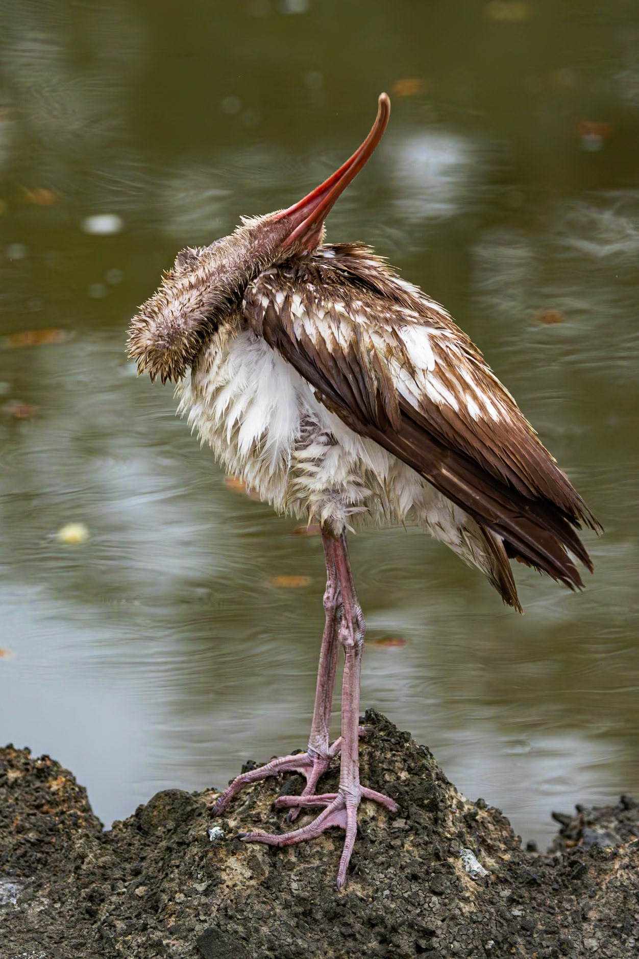 White ibis - immature 12, Magnolia Cemetery